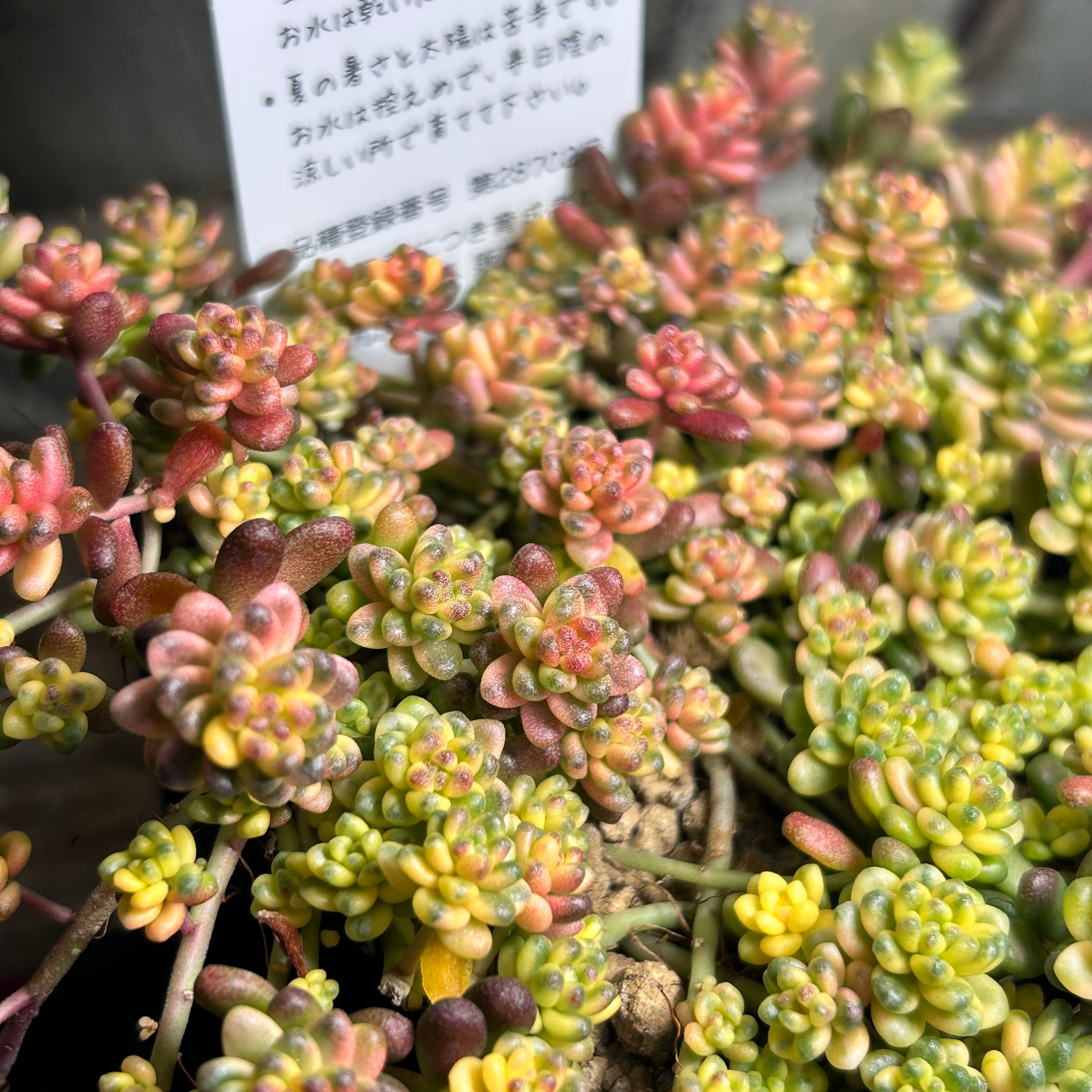 錦 | RuPo 多肉植物専門店