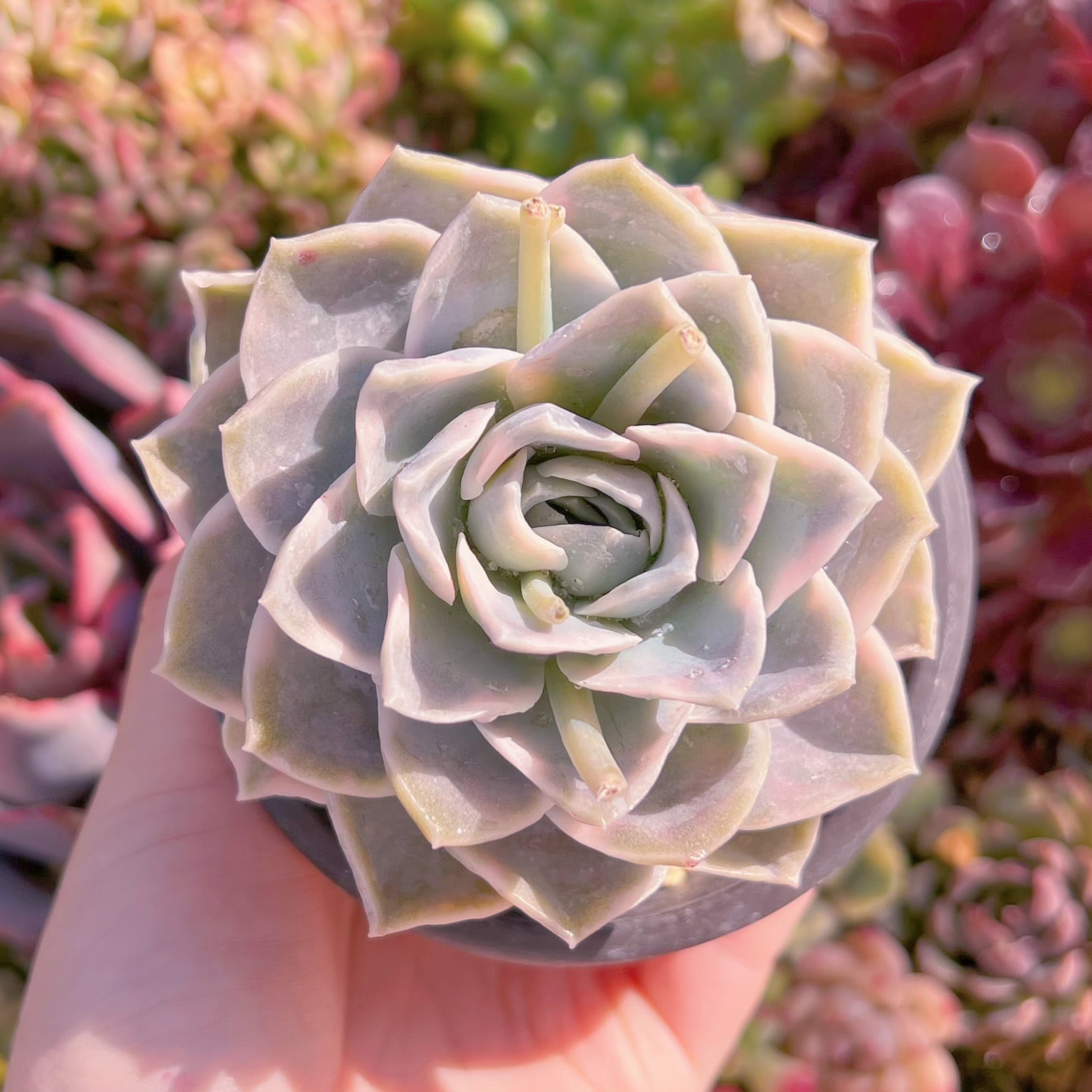 現品　ラブリーローズx白牡丹錦#291　るる農園