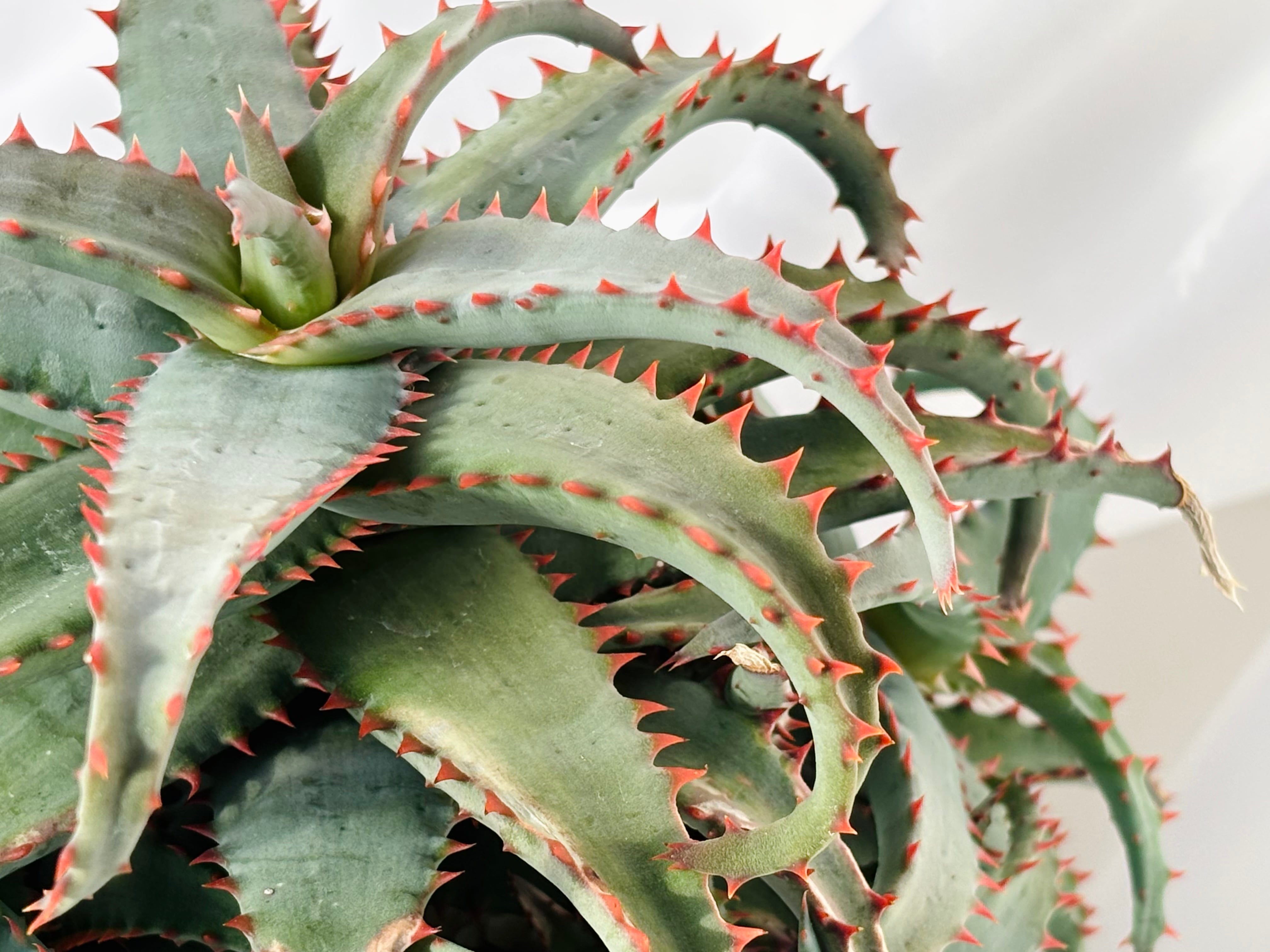 Aloe hybrid アロエ ハイブリッド 多肉植物 | plants MARU ーサボテン