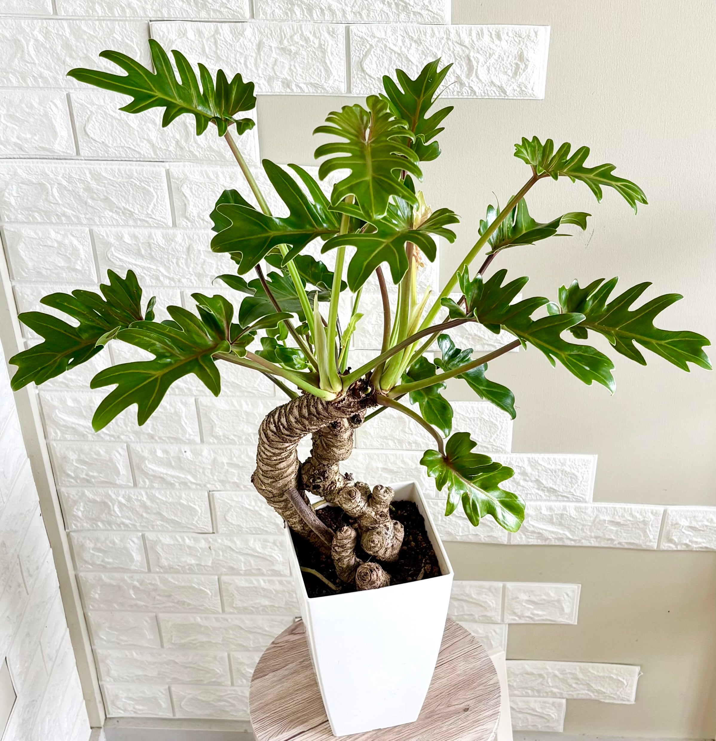 現品】フィロデンドロン クッカバラ 幹立ち 観葉植物 | 観葉植物のお店