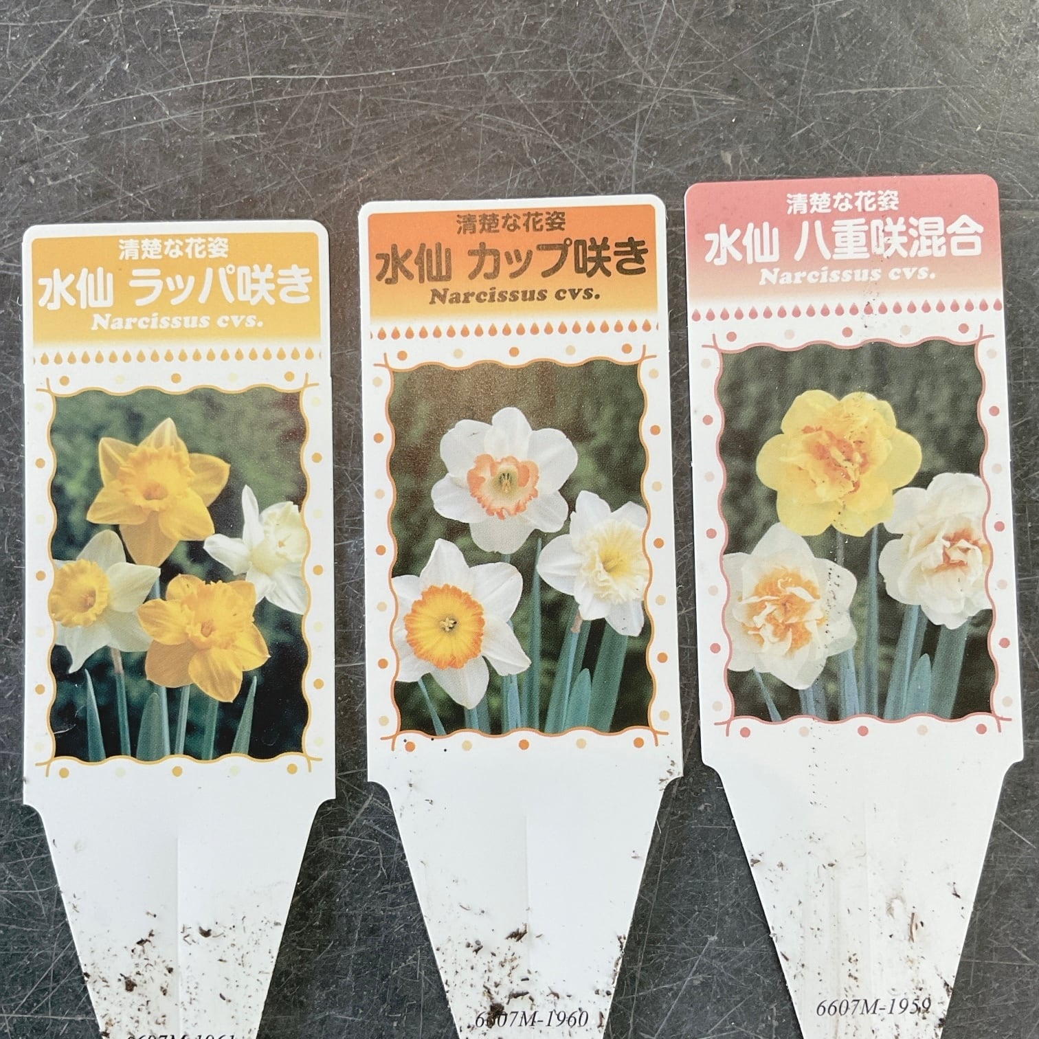 見切品】水仙苗 選べる3種♪ 3.5寸ポット | 橋本種苗園