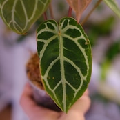 Anthurium. SKG Pink Lemonade × A.Zara Michelle⑤ / アンスリウム ピンクレモネード × ザラ ミシェル