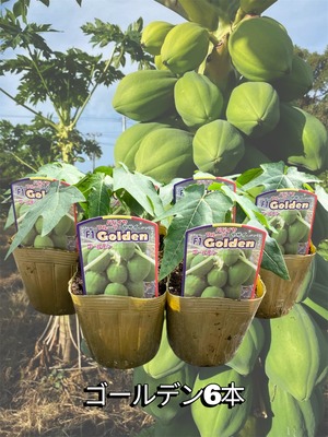 「ゴールデン6本セット」青パパイヤ苗　