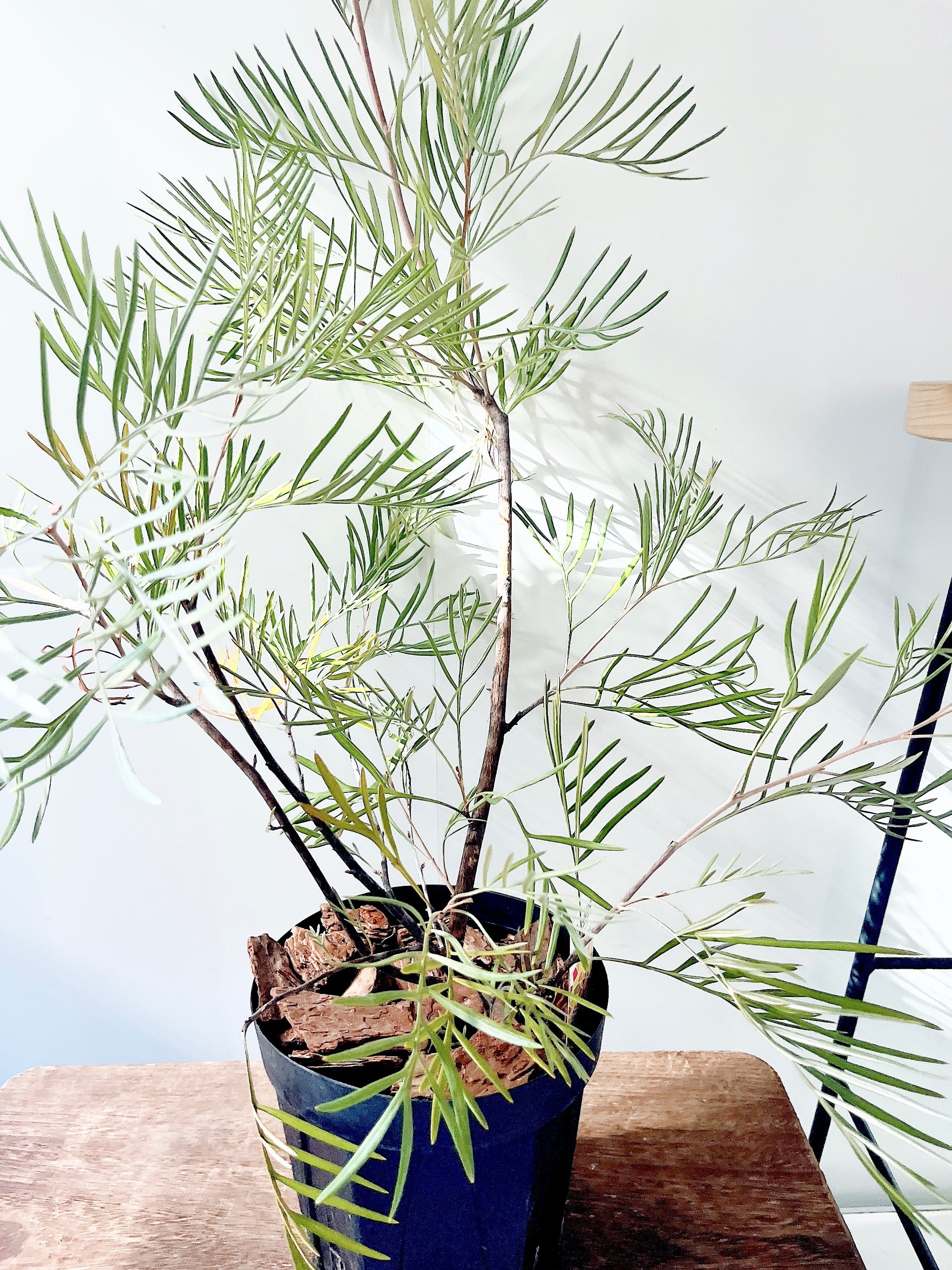 グレビレア　カランドラジェム　超希少品種　オージープランツ グレビレア カランドラジェム 超希少品種 オージープランツ 【公式通販】