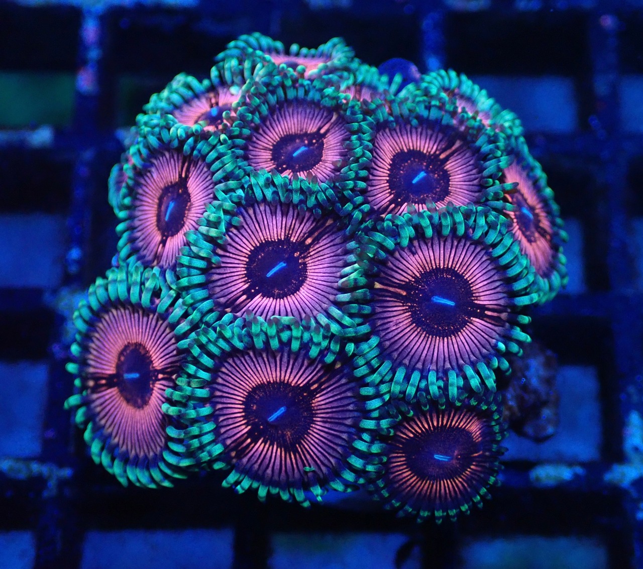 Zoanthus ToxicPink 5