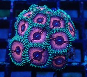 Zoanthus ToxicPink 5
