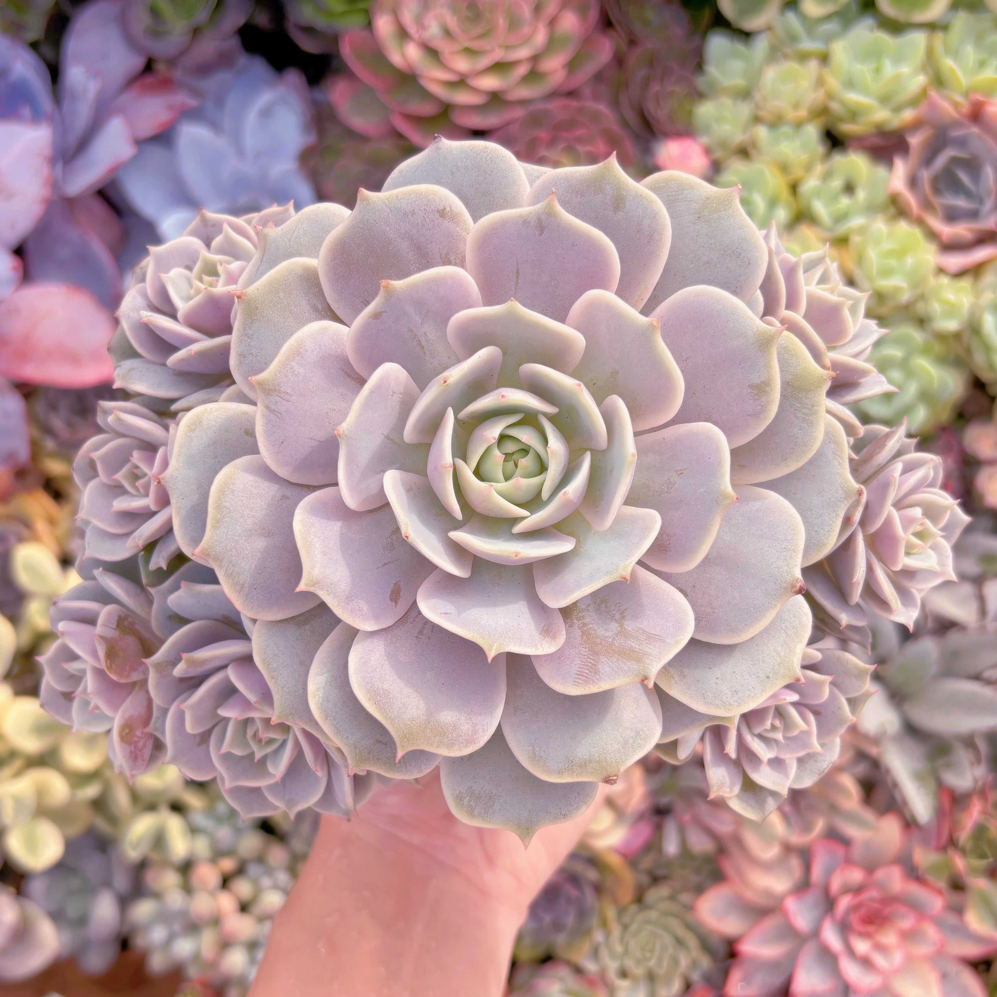 現品　ローラ#609　大群生　新入荷　るる農園