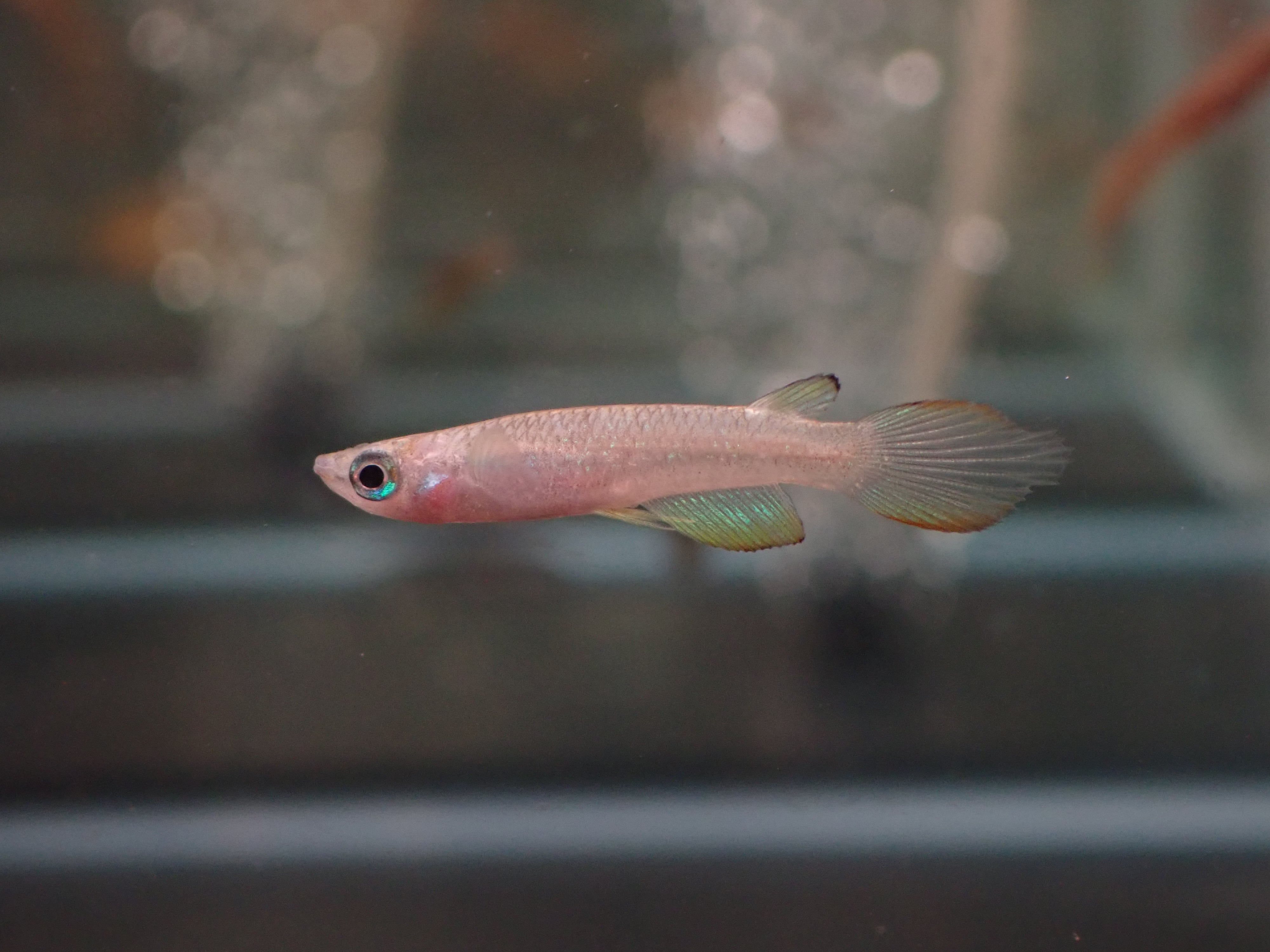 ゴールデンパンチャックス