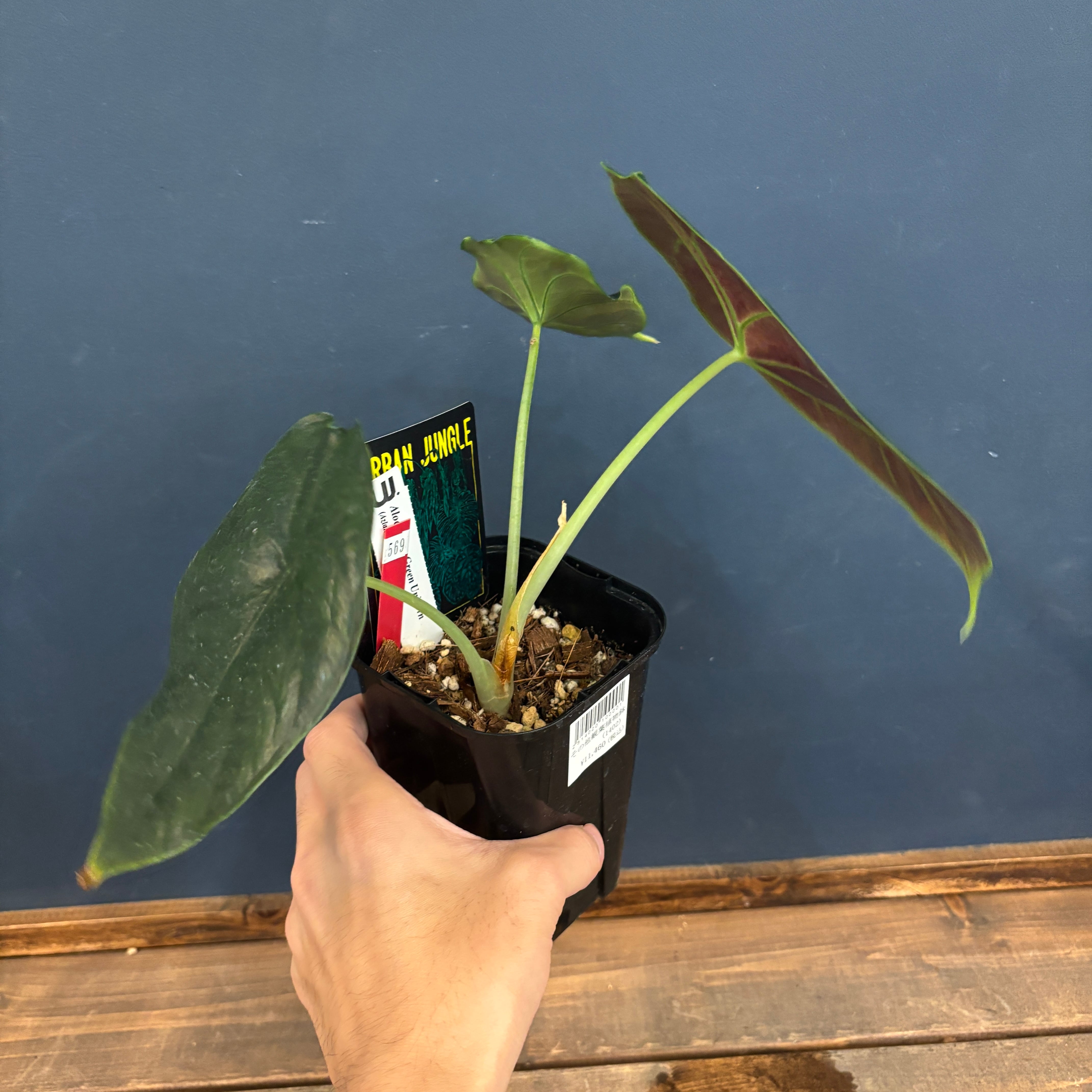 クリアランス】アロカシア グリーンユニコーン【569】 | PROTOLEAF