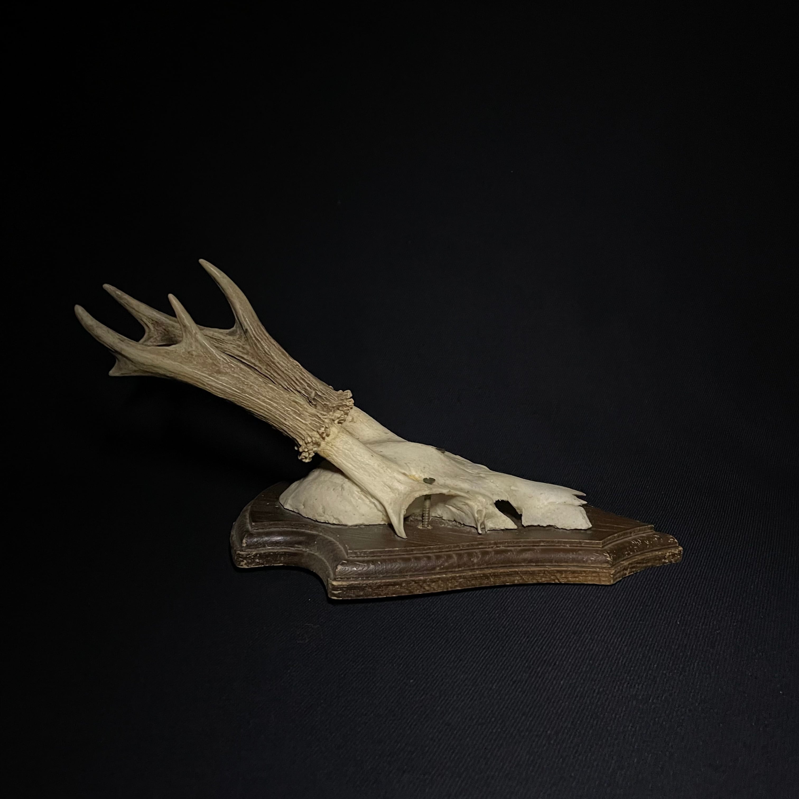 ハンティング トロフィー 鹿 | quelque jour（フランスアンティーク