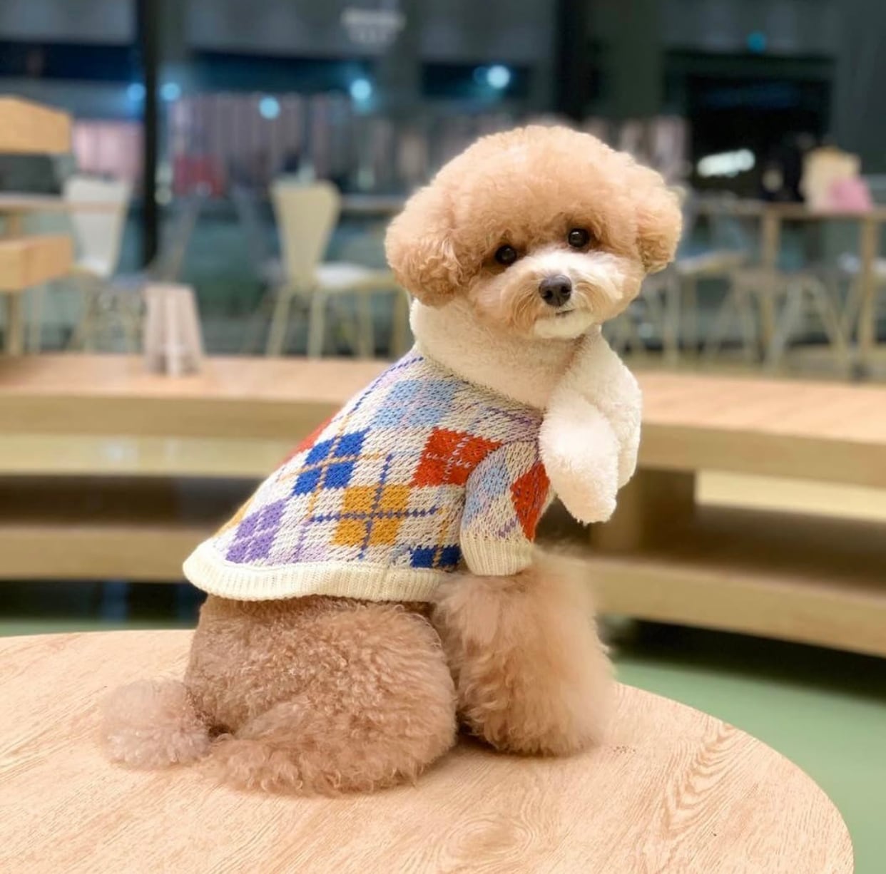 【SALE】argyle knit S ~ XL / 犬服 秋冬 新作 ニット 犬 服 トップス 可愛い ドッグウェア 小型犬 中型犬 ペット洋服 犬の服 おしゃれ top60