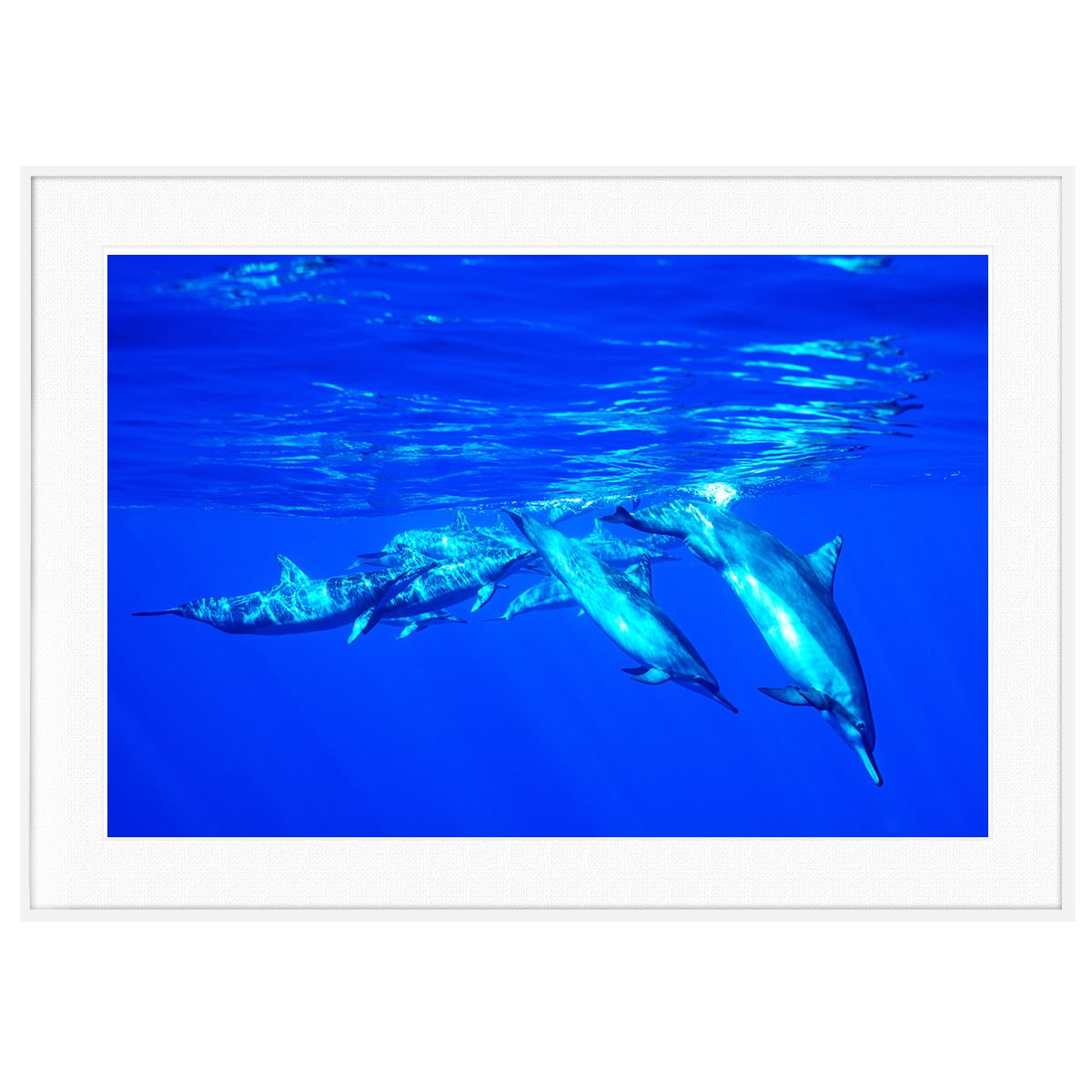 夏写真 イルカ インテリアアートポスター額装 AS0521