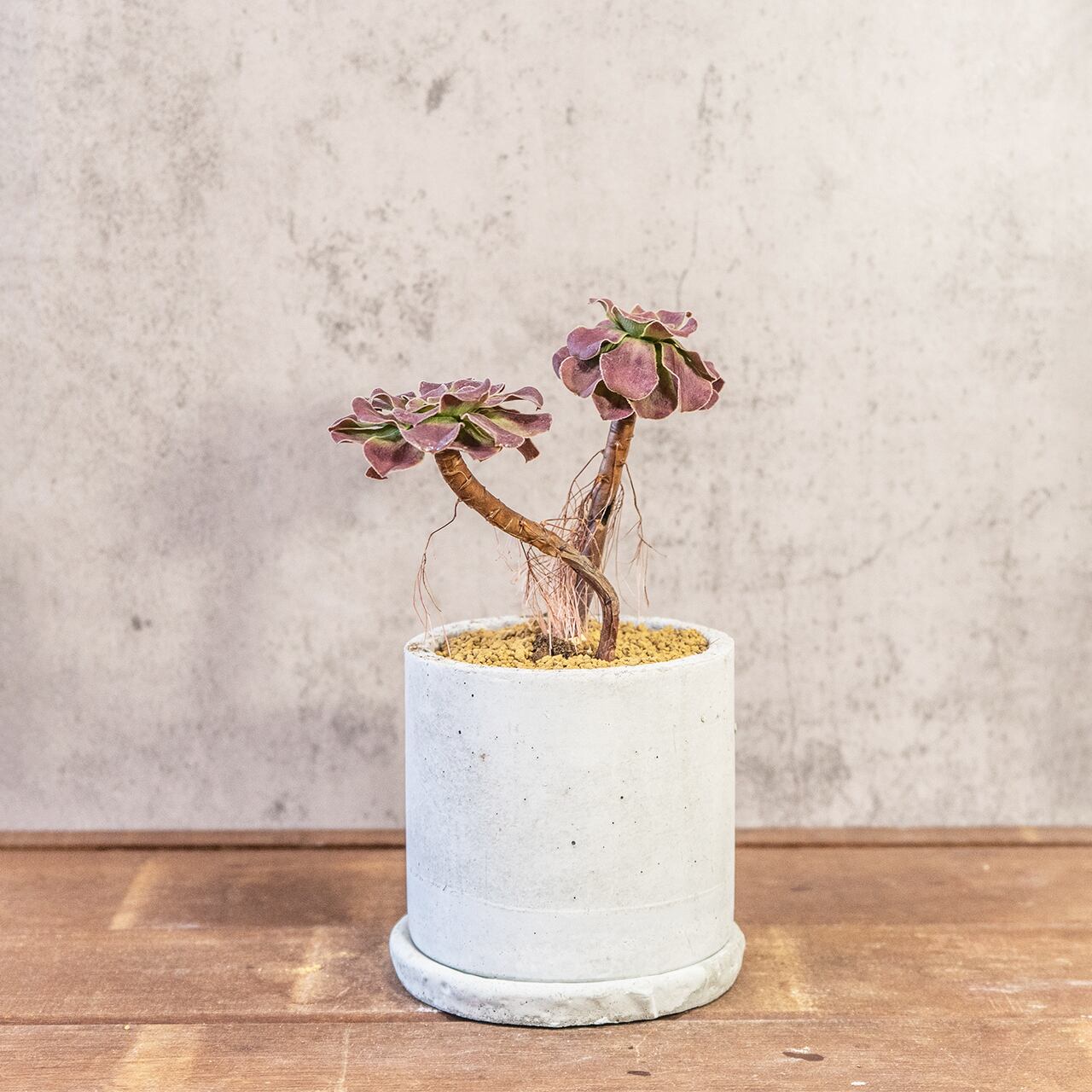 アエオニウム・カシミヤバイオレット｜二株のバランスが絶妙な立体フォルム【モルタル鉢×多肉植物】