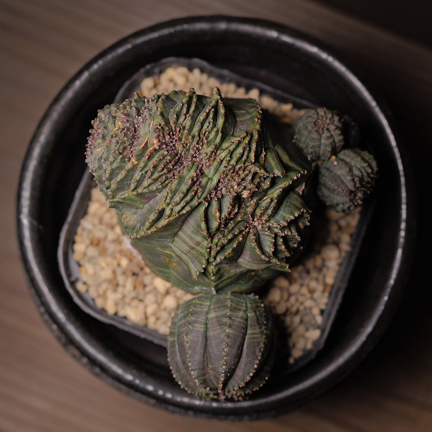 厳選株】最大幅約8cm 仔吹き 円扇石化 ダブルヘッド オベサ