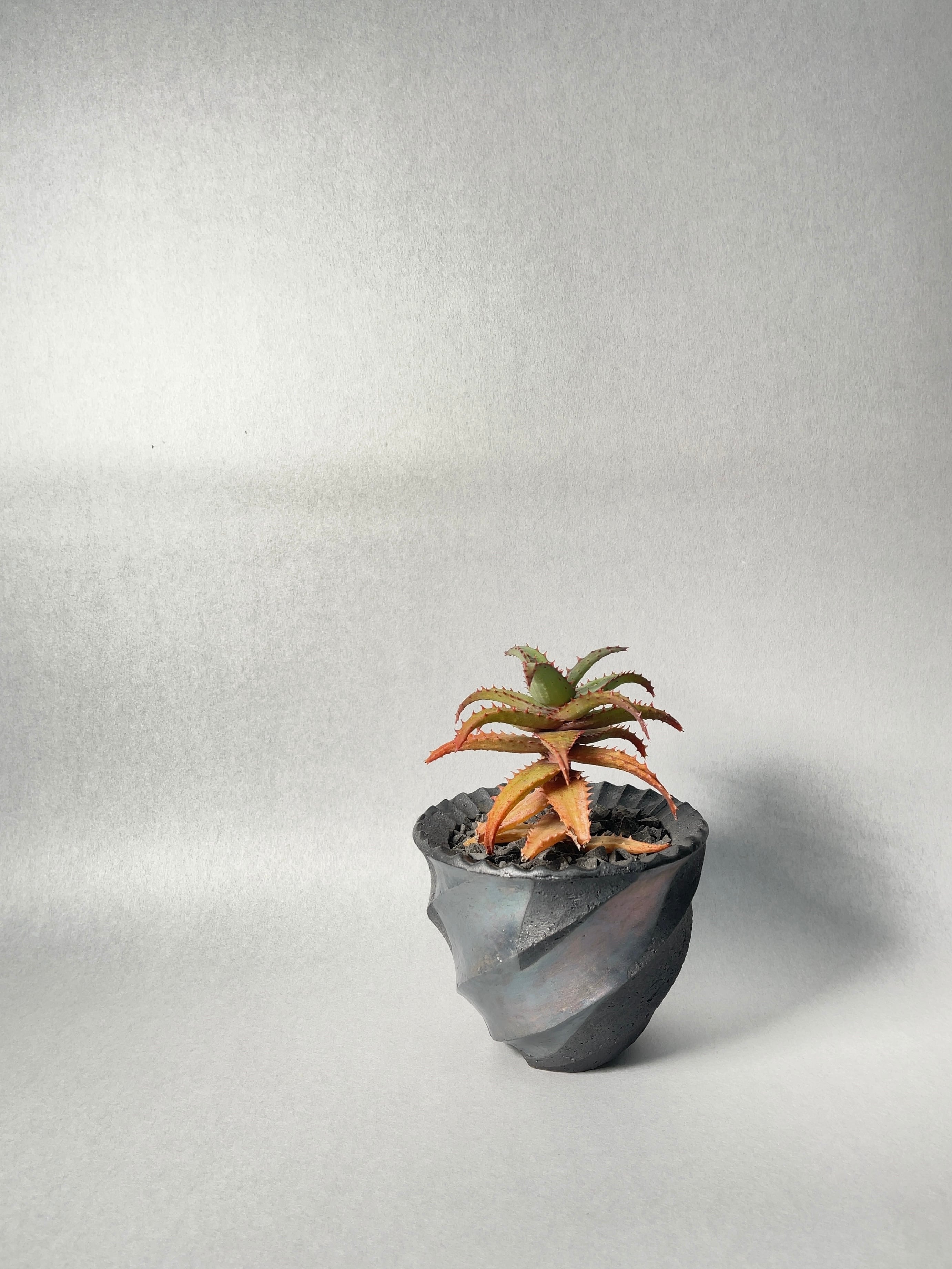 アロエ・カスティロニアエhyb. | trigger