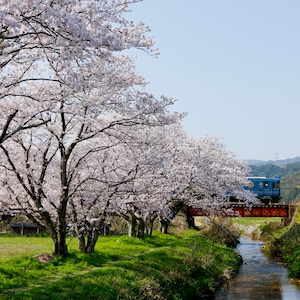 丹後鉄道_春_01