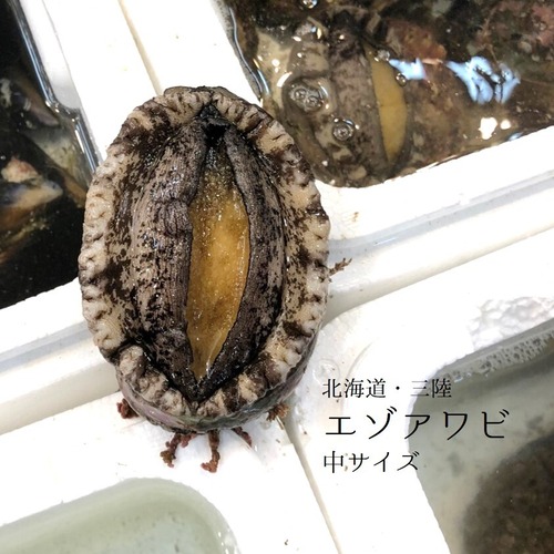 活 エゾアワビ 北海道 / 三陸産 中サイズ 2個入（1個約130-150g）【蝦夷鮑 中 x2個】冷蔵 豊洲直送