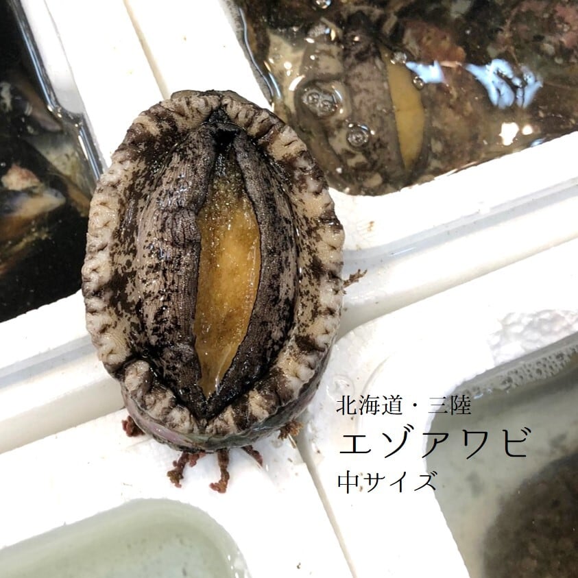活 エゾアワビ 北海道 / 三陸産 中サイズ 2個入(1個約130-150g)【蝦夷鮑 中 x2個】冷蔵 豊洲直送
