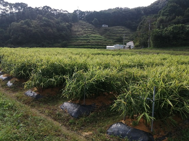 【月１定期】Ginger Lifeのススメ　生姜１kg