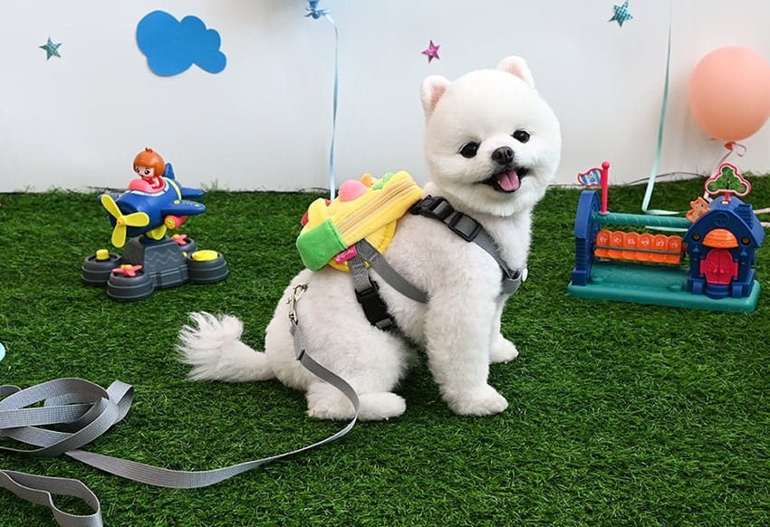 ZOOハーネス&リードセット ver.2  / 犬 犬用 ハーネス 小型犬 中型犬 ドッグウェア ペット用品 胴輪 犬用リュック