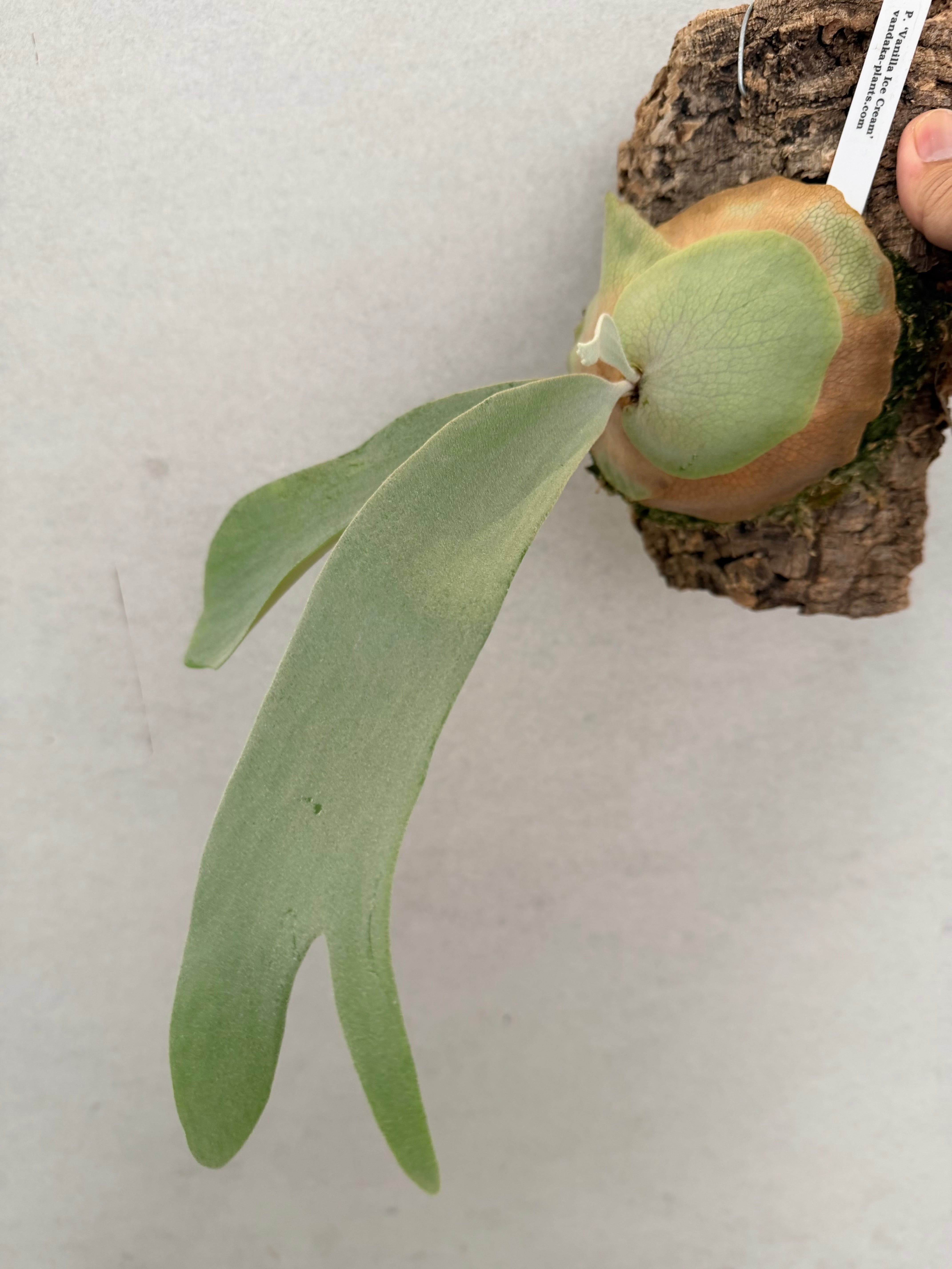 c) P. willinckii 'Frosty Maiden' spore grown ②ビカクシダ