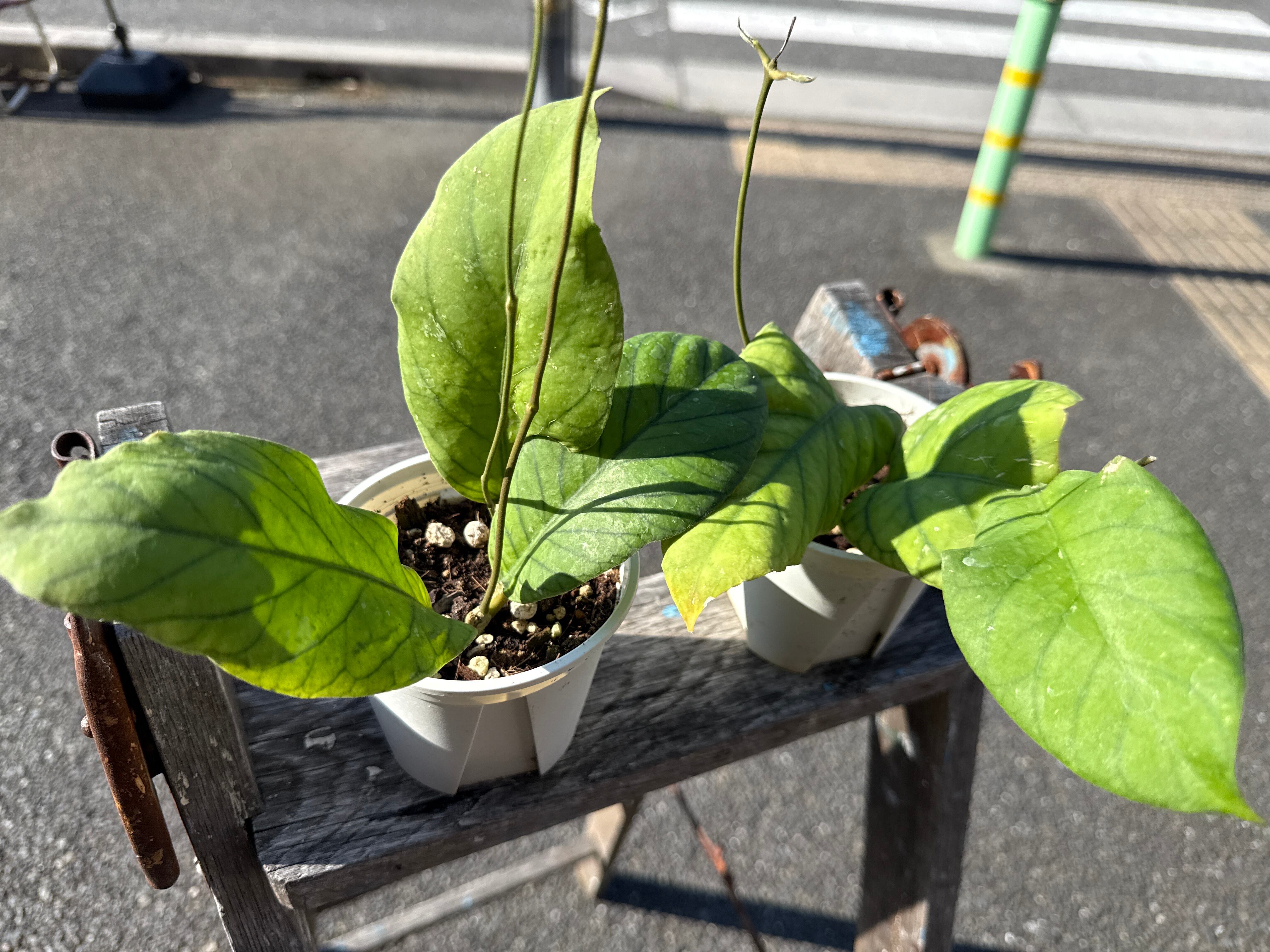 D アロカシア ニンジャ 抹茶ラテ | MIDORIYA 観葉植物専門店