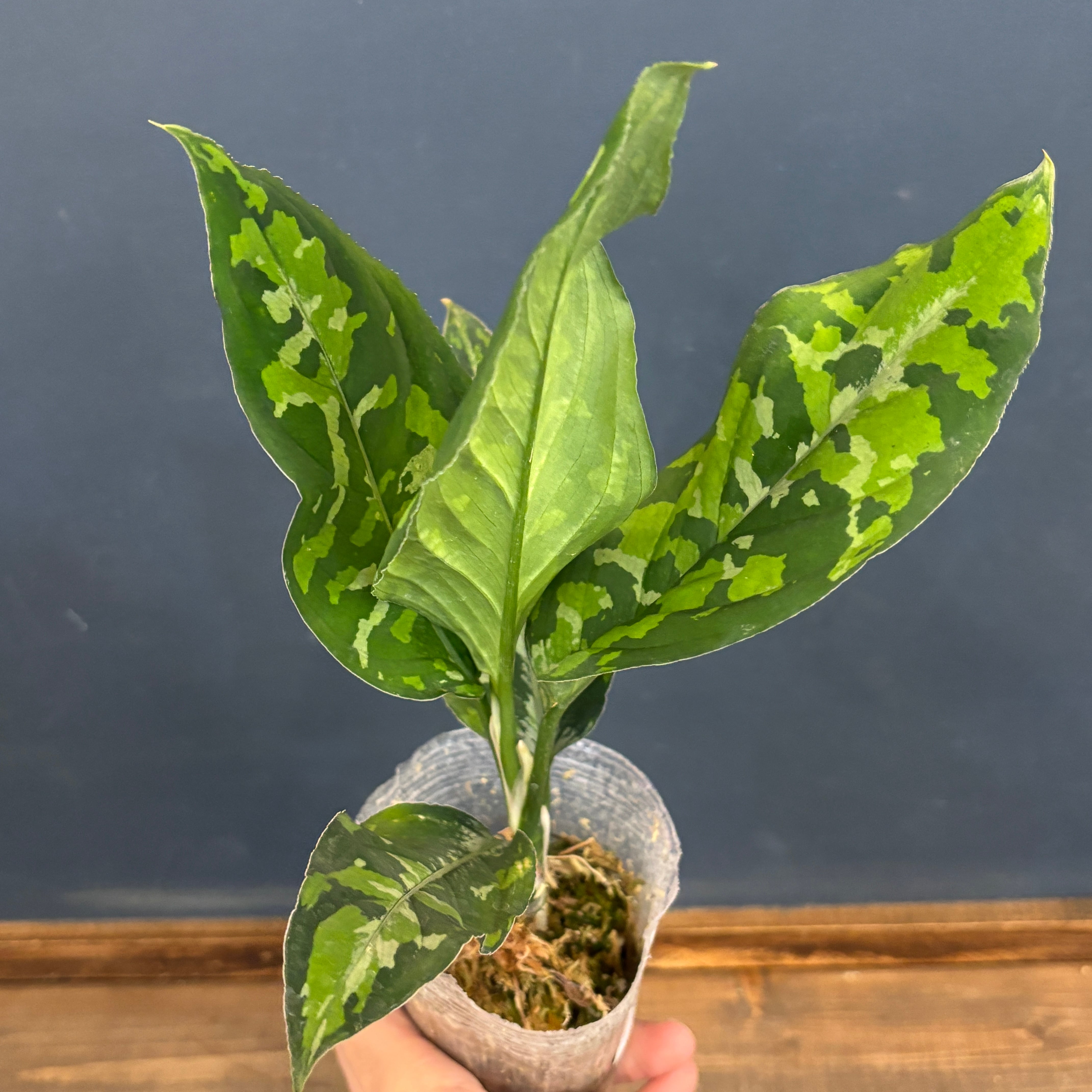 アグラオネマ　ピクタム　専用 アグラオネマピクタム