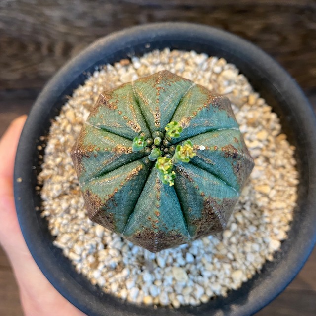 ユーフォルビア オベサa ビザールプランツ Bizarre Plants 珍奇植物 かっこいい植物 おしゃれ観葉植物 花 観葉植物 セール中 Flower Shop Tokue