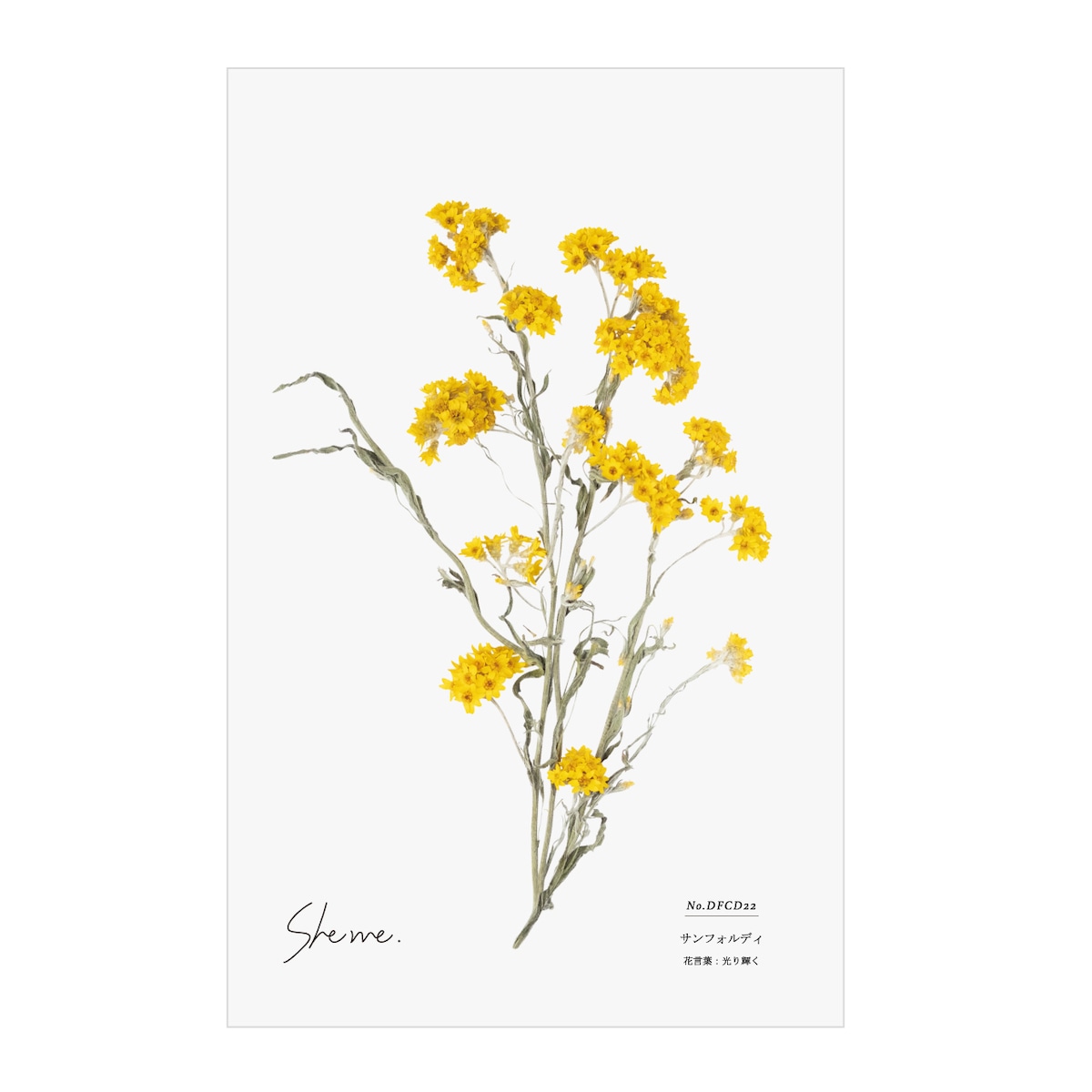 No Dfcd22 ドライフラワーカード サンフォルディ She Me