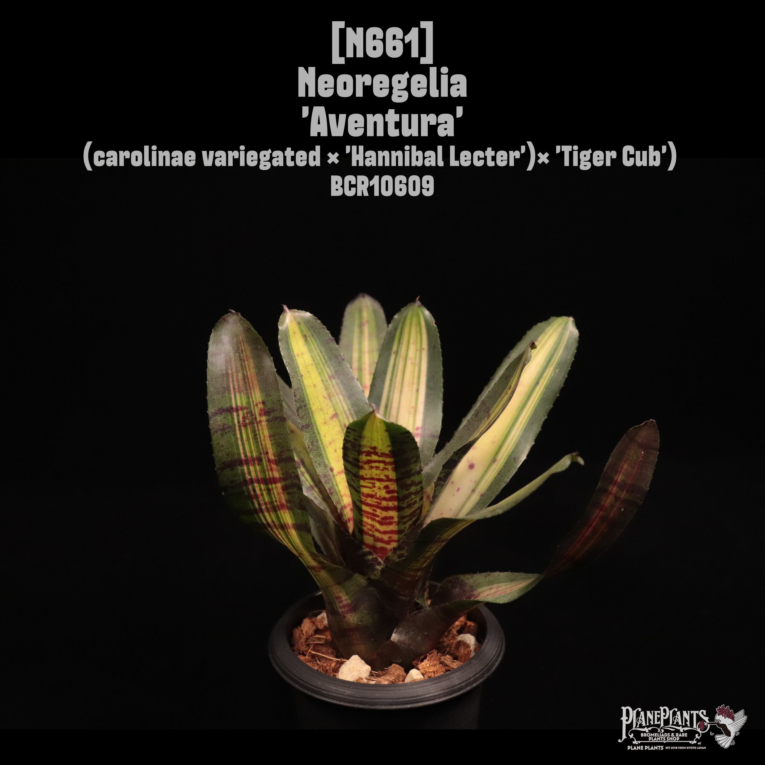 Neoregelia 'Aventura'〔ネオレゲリア〕N661 | plane plants