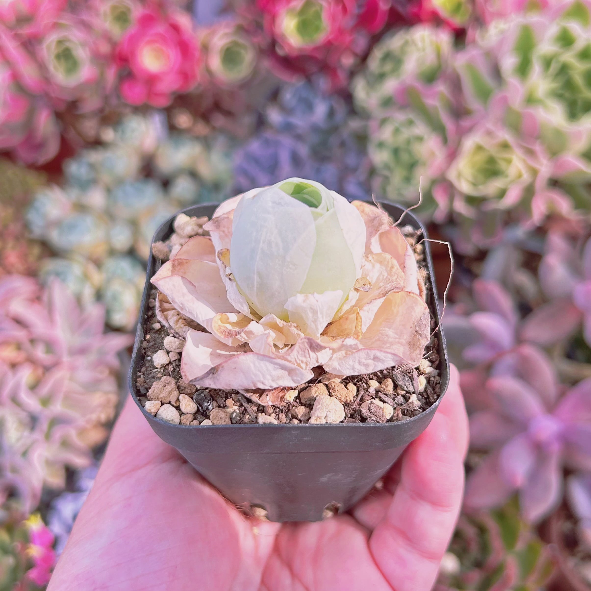 多肉植物 グリーノビア タマゴ 抜き苗 | るる農園~多肉植物専門