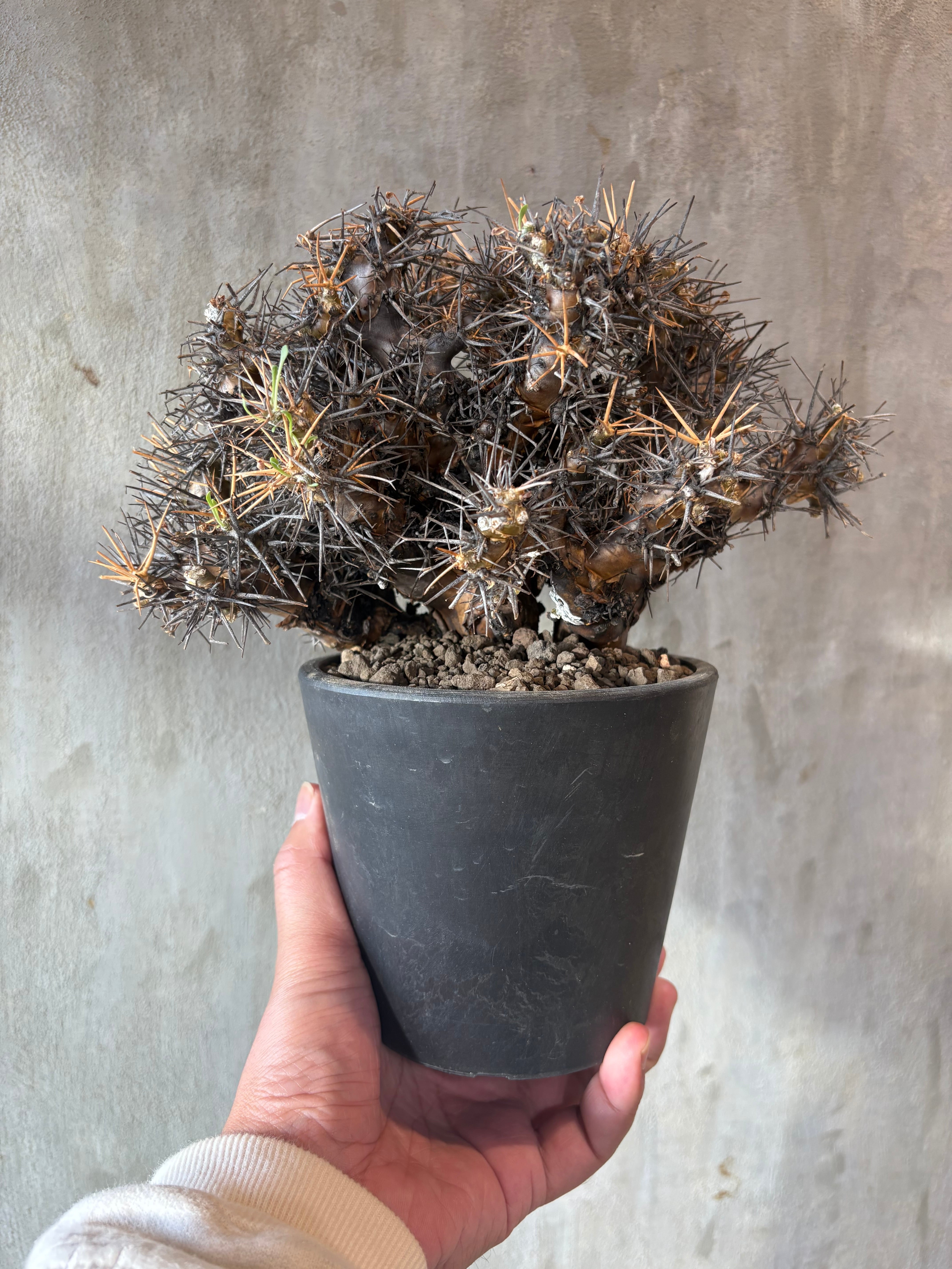 植物×鉢】パキポディウム ウィンゾリー 良型実生株 × Valiem ghost | A