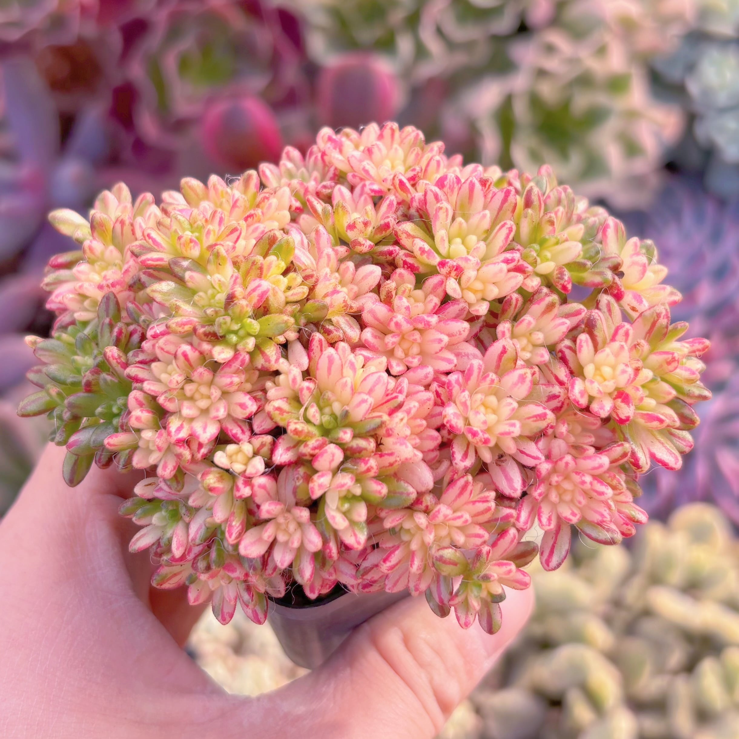 現品　小人祭り錦#3003　群生　るる農園