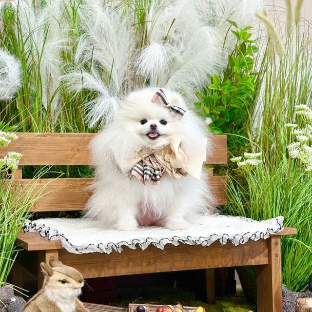 受注制作【Loocia】Trench  Cape〔3colour〕