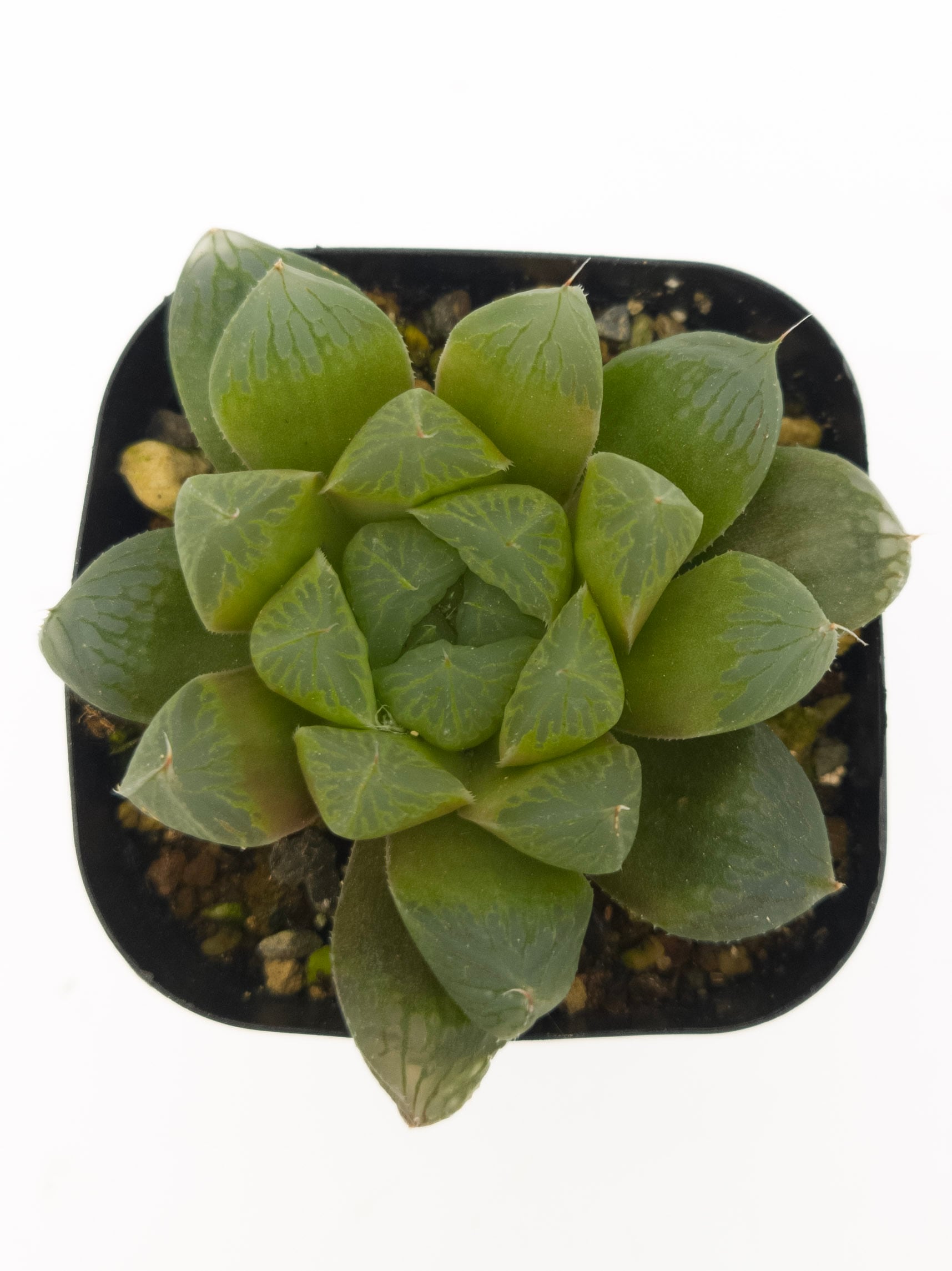ハオルチア デルシアーナ 7.5cmPOT苗 多肉植物 | ロゼッタ