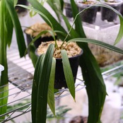 アンスリウム ビッタリフォリウム AnthuriumVittarifolium⑫