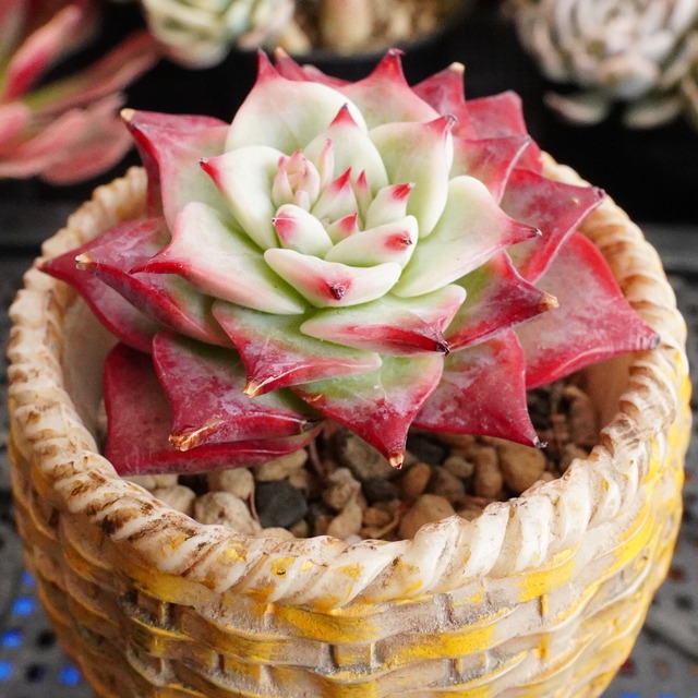 ※再入荷※【エコラ 】エケベリア　紅葉抜群　韓国多肉　赤爪