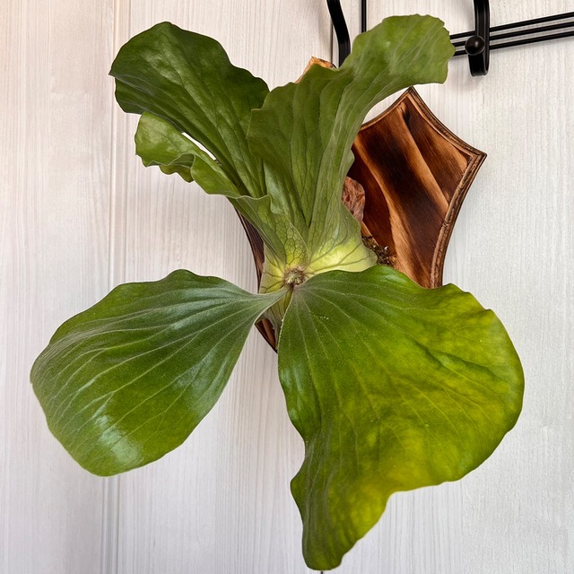 ビカクシダ エレファントティス 中株 板付 【観葉植物 壁掛け コウモリラン】