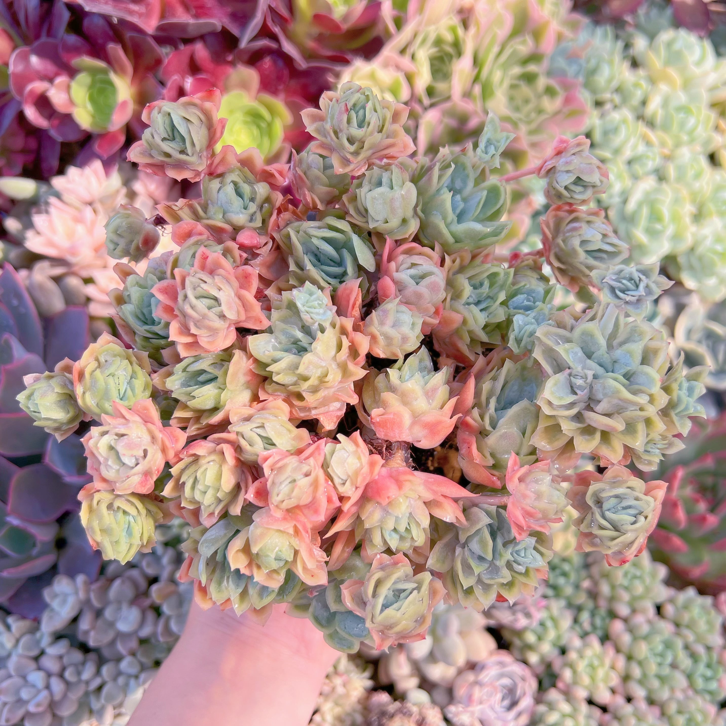 現品　クィーンローズ覆輪錦#F100　大群生　るる農園