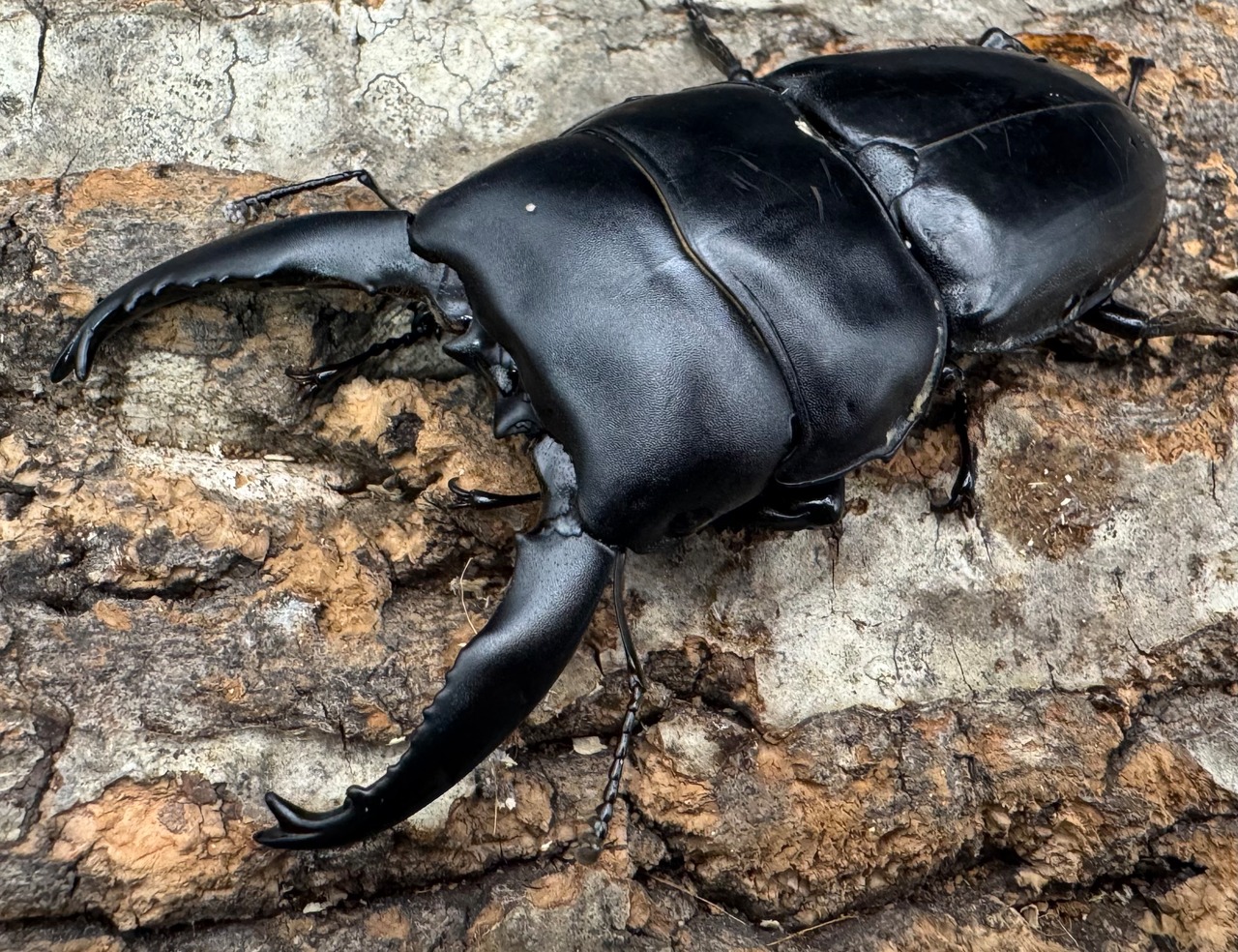 【WD】《アルキデスヒラタ ベンクール産 長歯 80mm ペア》