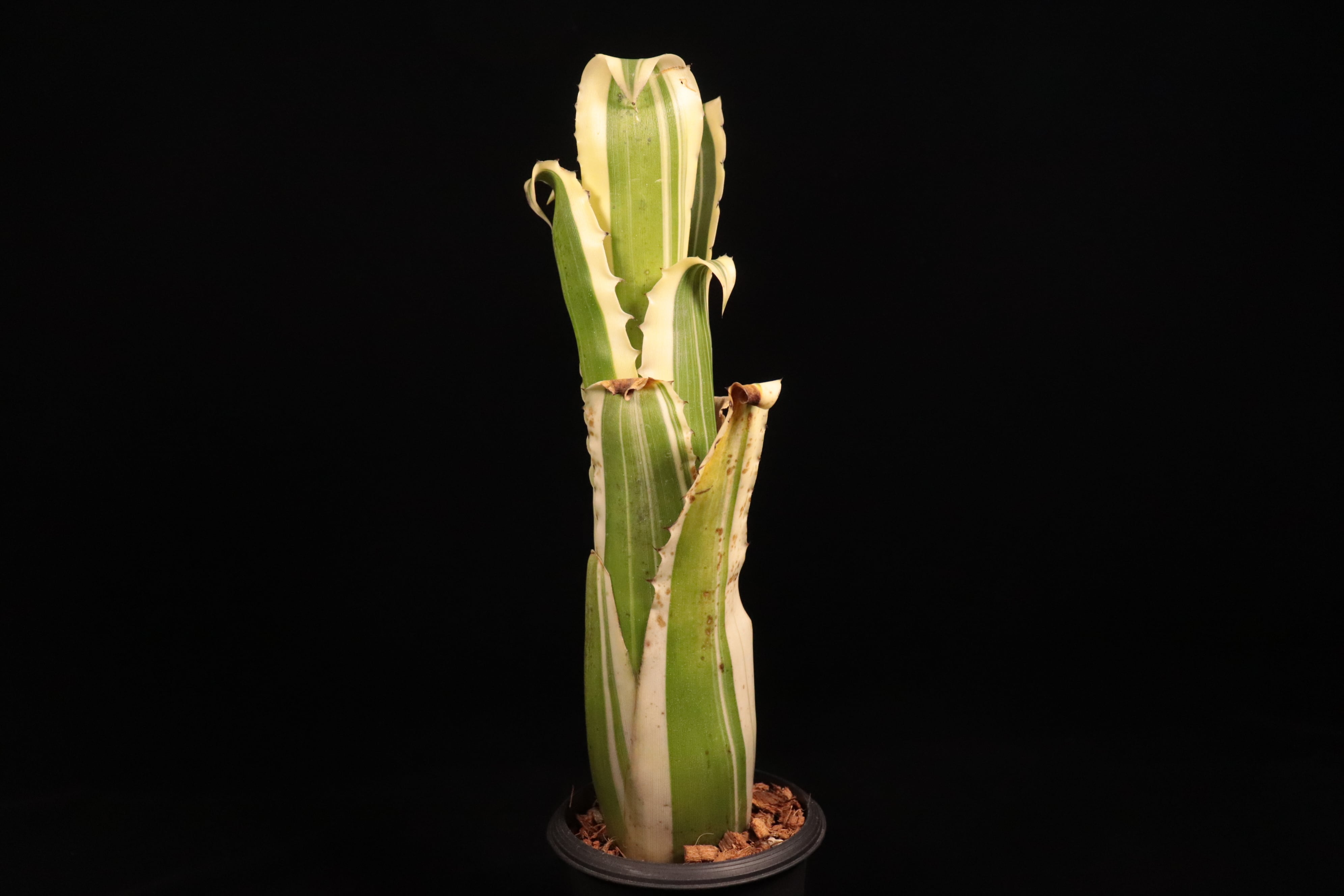 Hohenbergia 'Karla'〔ホヘンベルギア〕H239 | plane plants