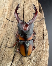 即ブリ《ミラビリスノコギリクワガタ 60mm ♂単》