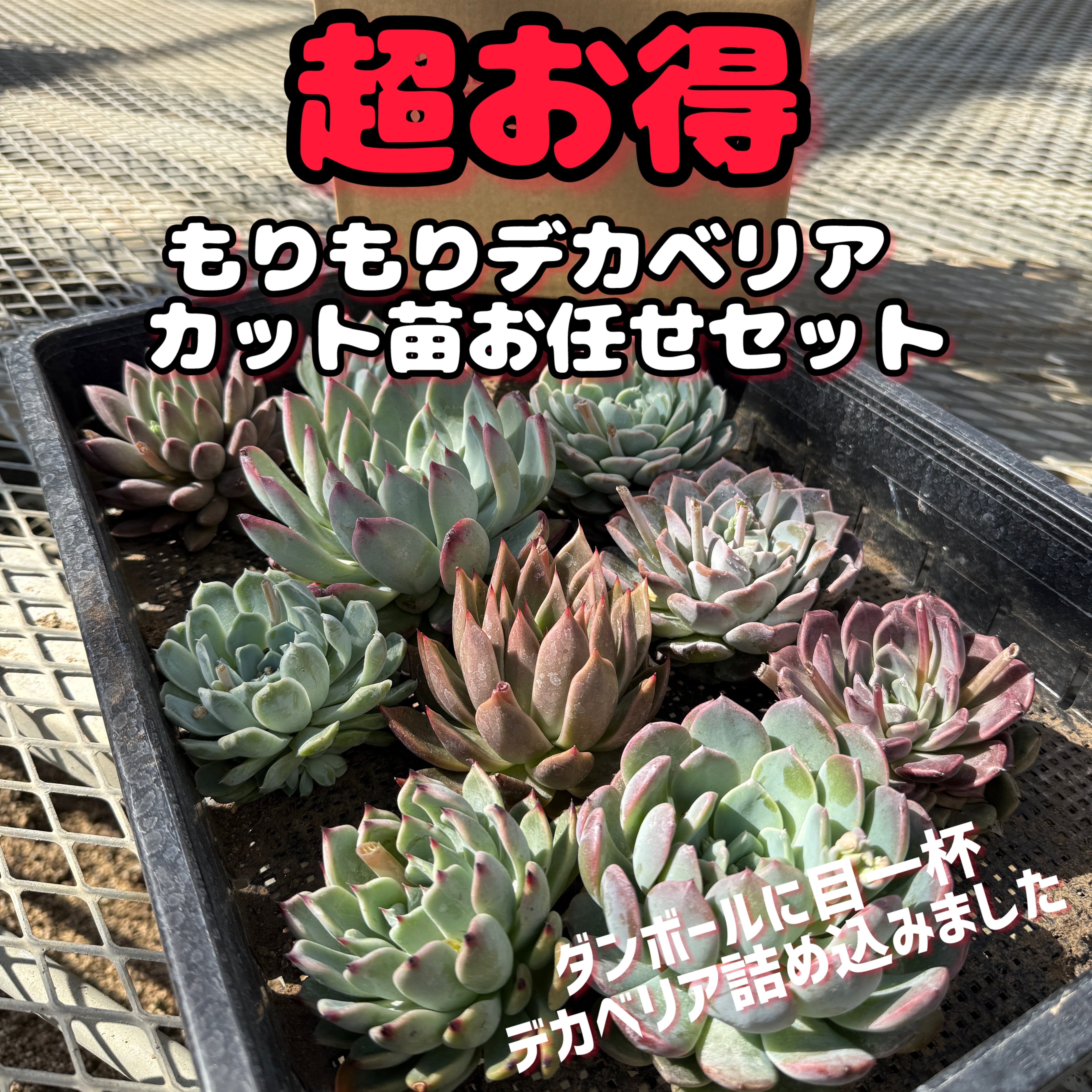 もりもりデカベリアお任せセット