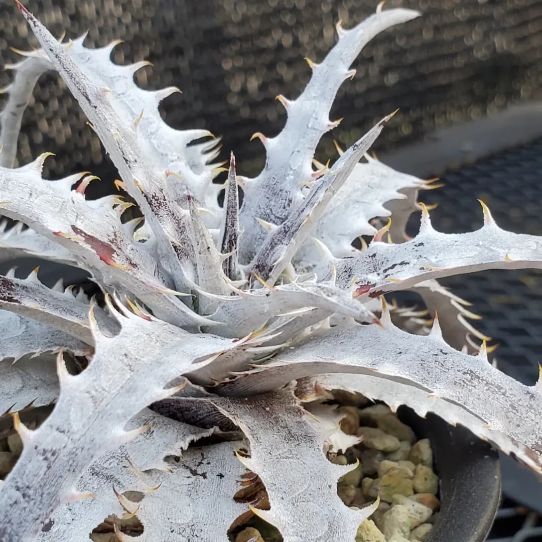 F00380_Dyckia 'Branca de Neve'：ディッキア・ブランカ・ジュ・ネヴェ