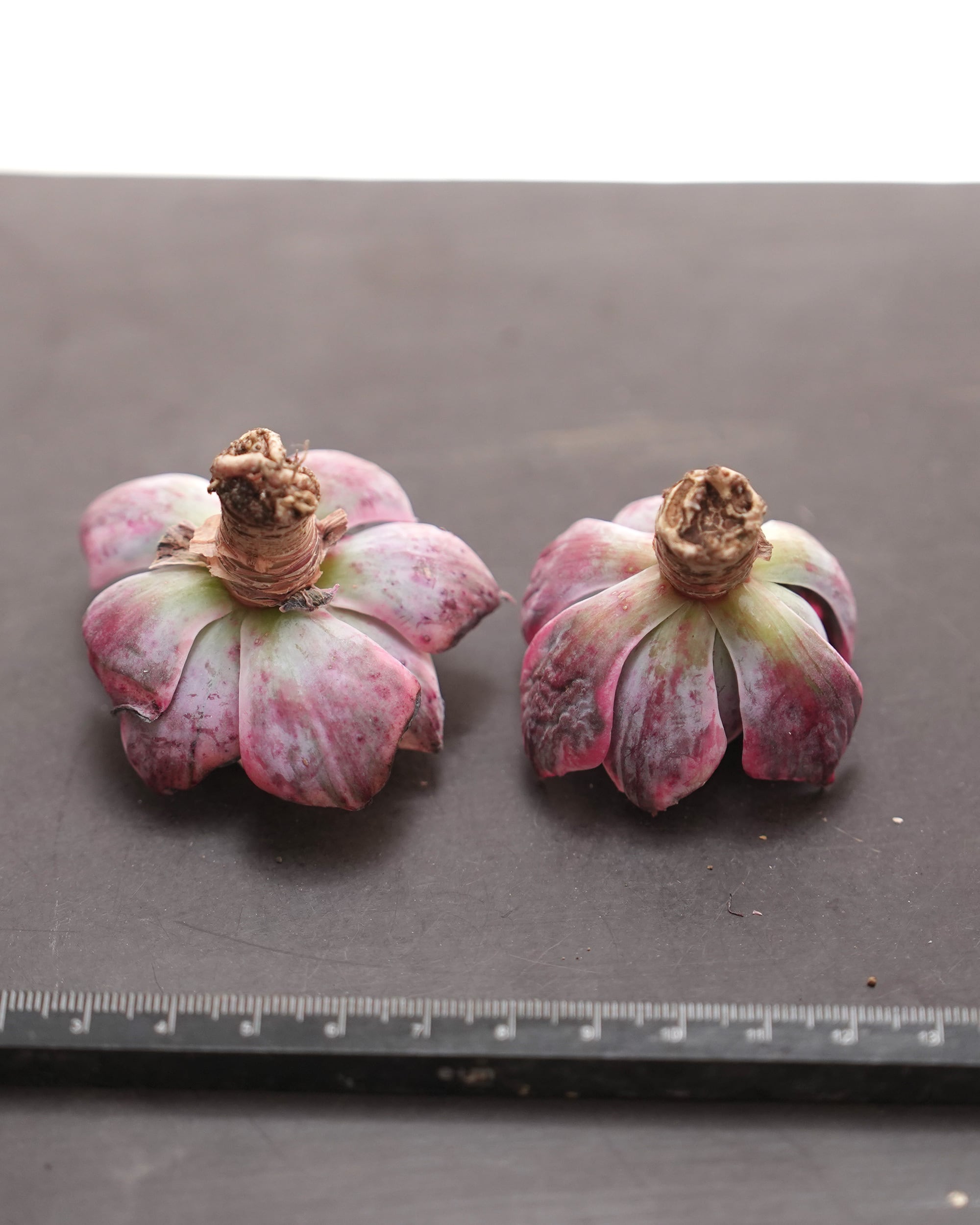 カット苗 アミスター錦 Echeveria 'Amistar Variegated' | PUKUBOOK