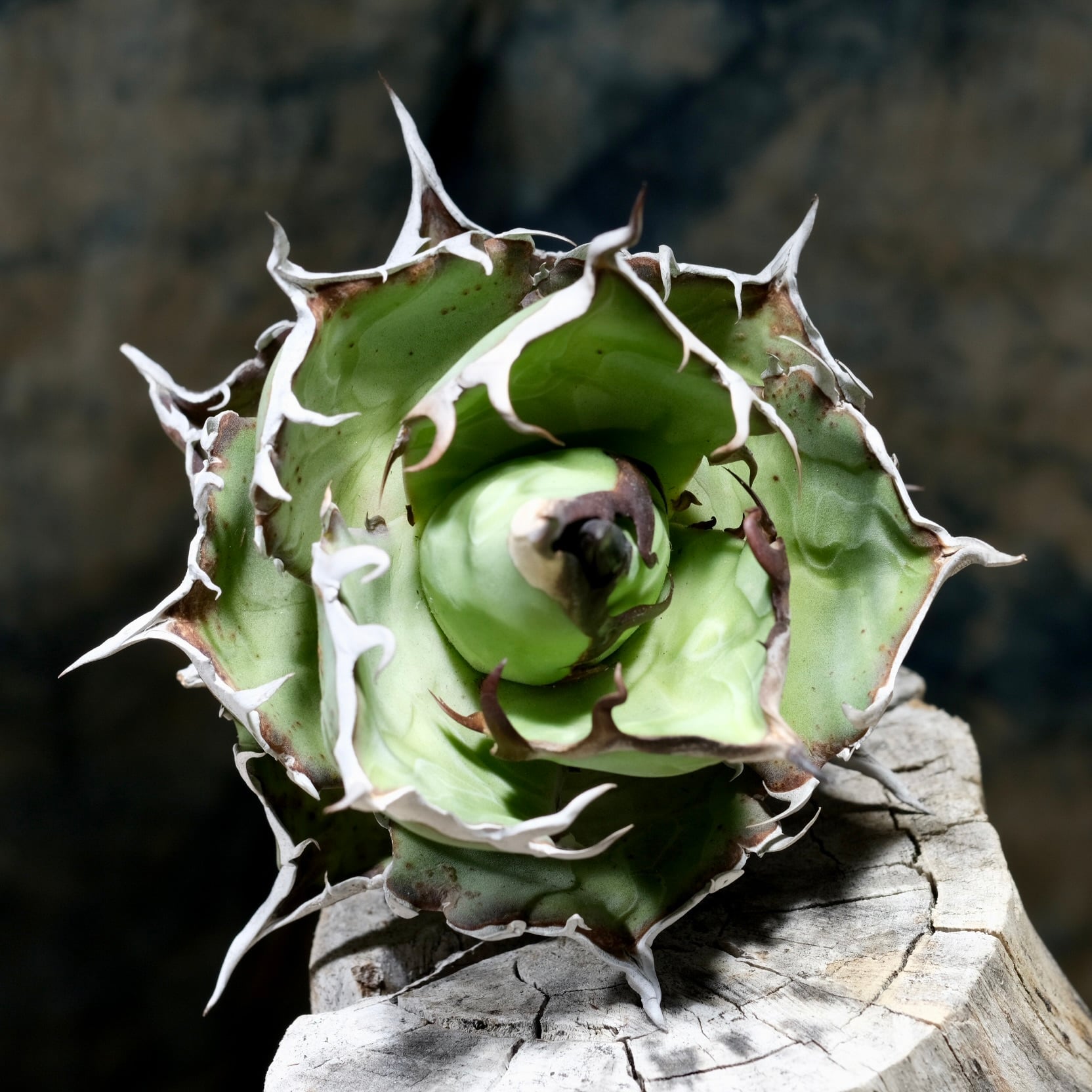 Agave titanota Wabi チェリーボム 13cm(子株付） | wabi