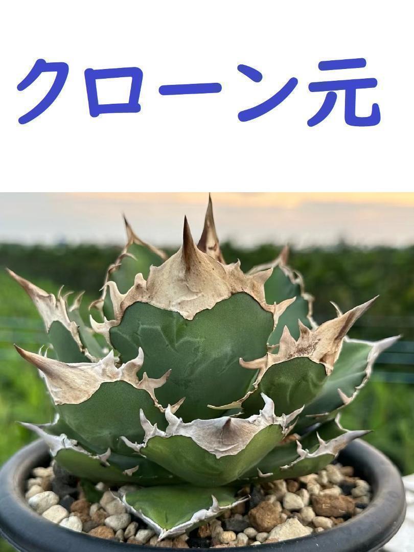 J*I様 アガベ 白犀　OC 中株　　検　白犀牛 J*I様 アガベ 白犀 OC 中株 検 白犀牛 アガベ・チタノタ 白