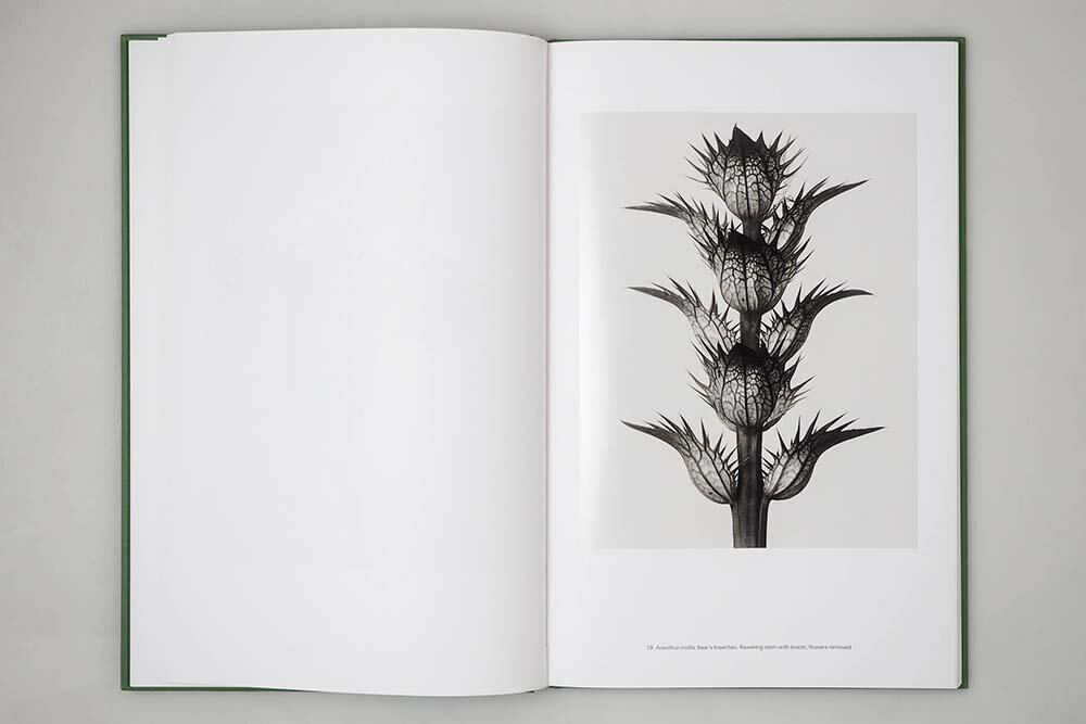 Karl Blossfeldt / Masterworks | CATALOG&BOOKs