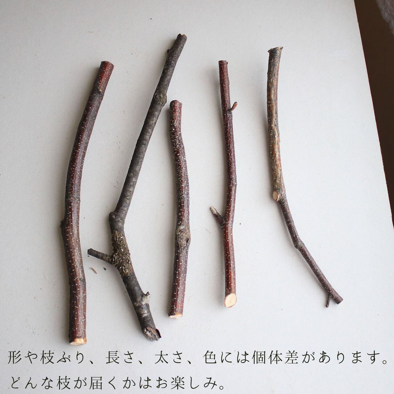 白樺の枝  北海道 北海道 富良野産】白樺の枝 ミニサイズ 【 5本セット 】 ドライ