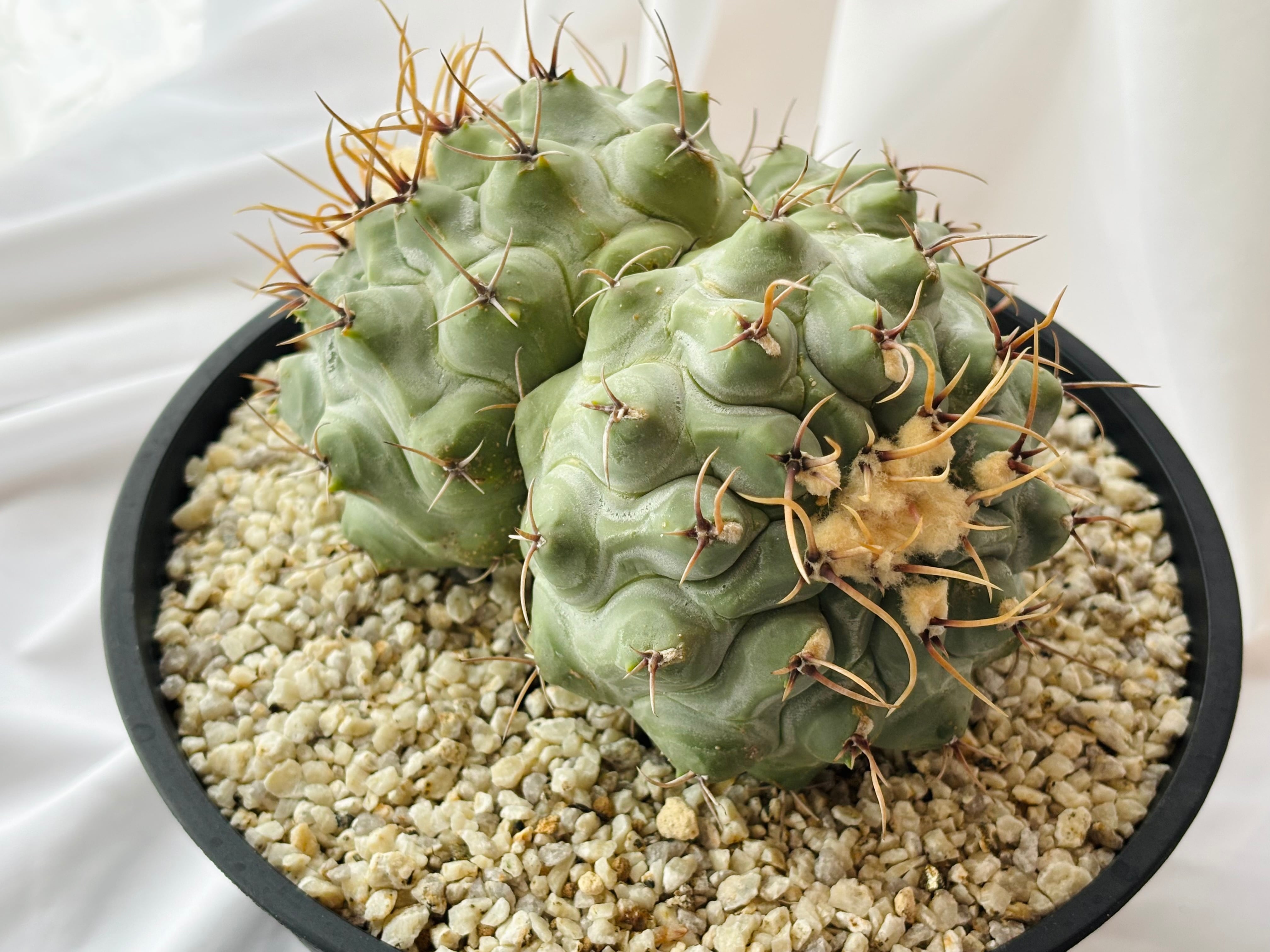 Thelocactus phymatothele テロカクタス 眠り獅子 サボテン